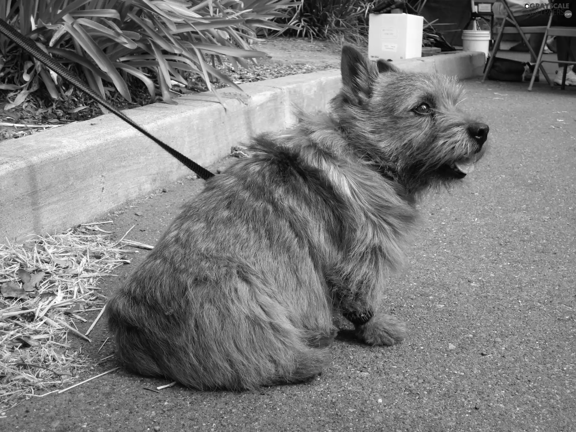 ginger, Norwich terrier