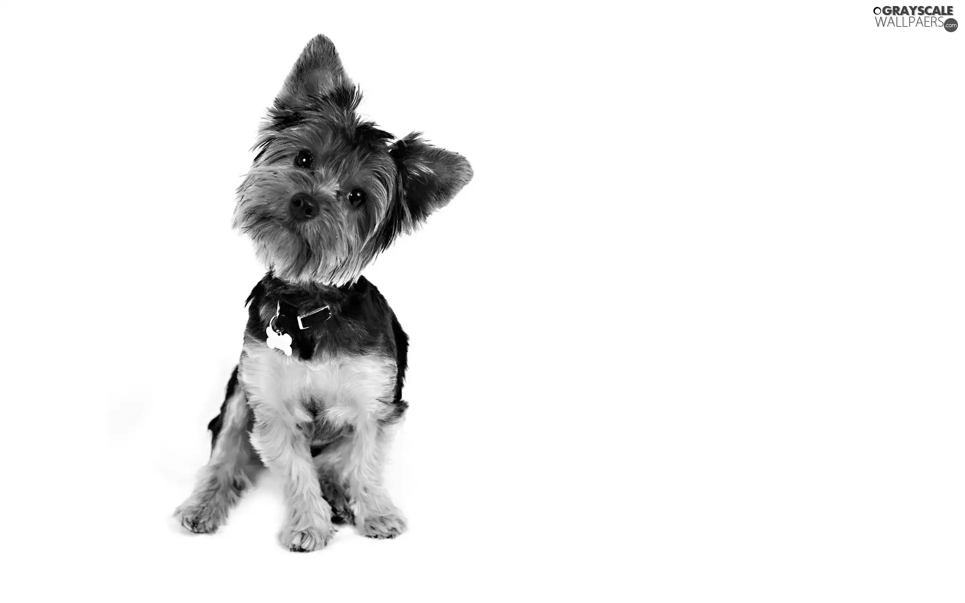 terrier, dog, York