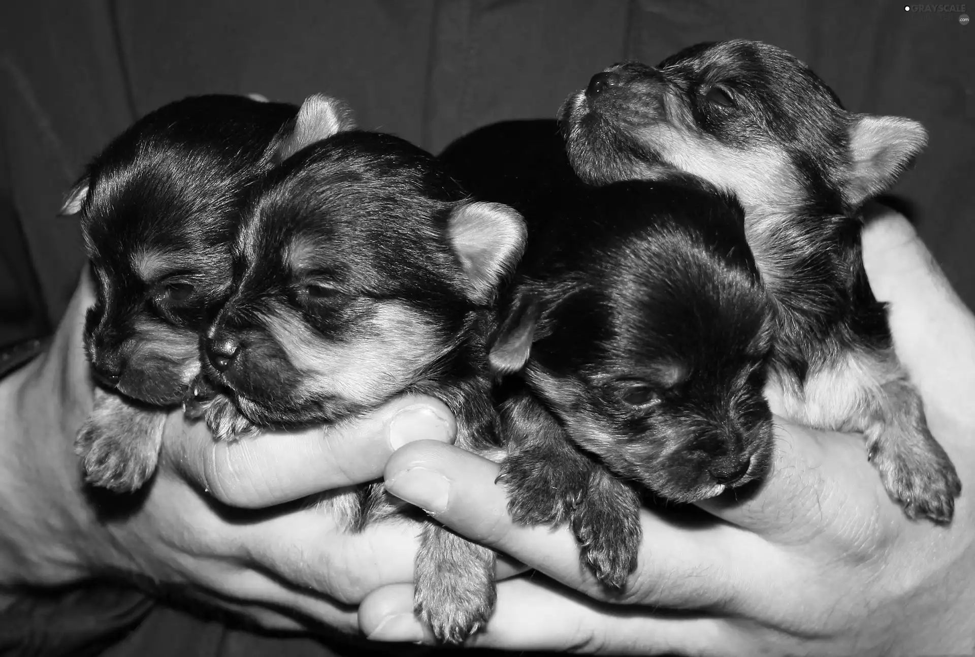 puppies, terriers