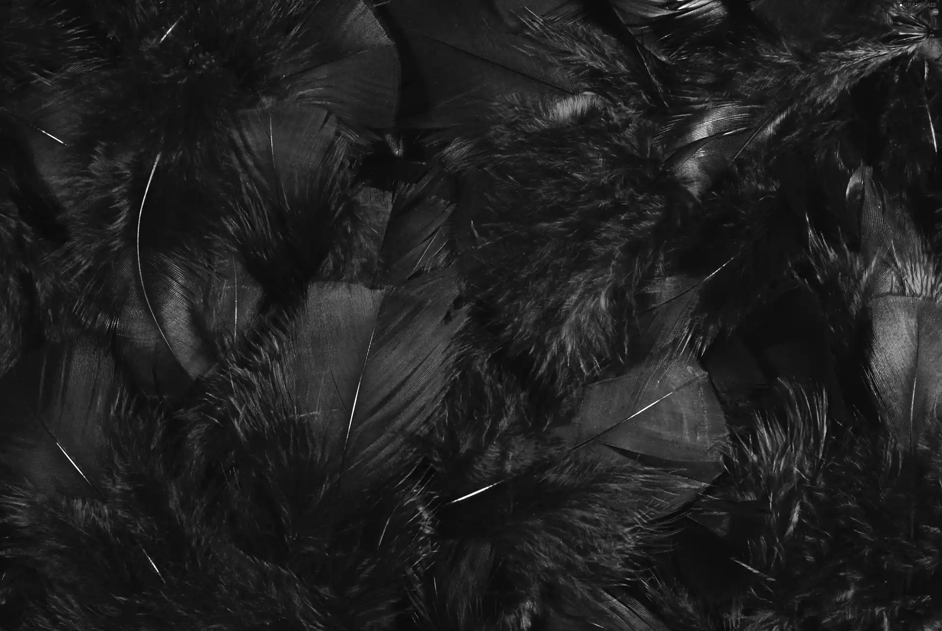 feather, texture
