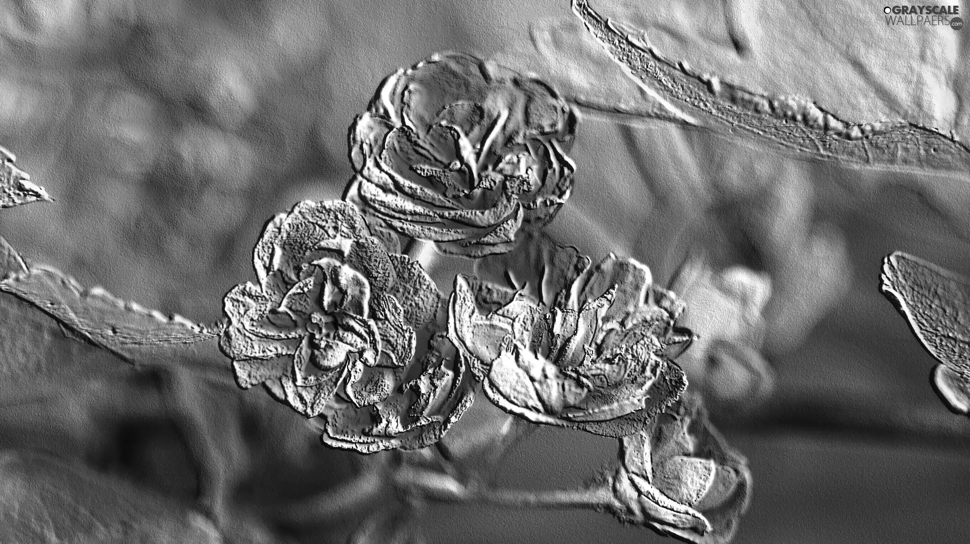 texture, roses, haw