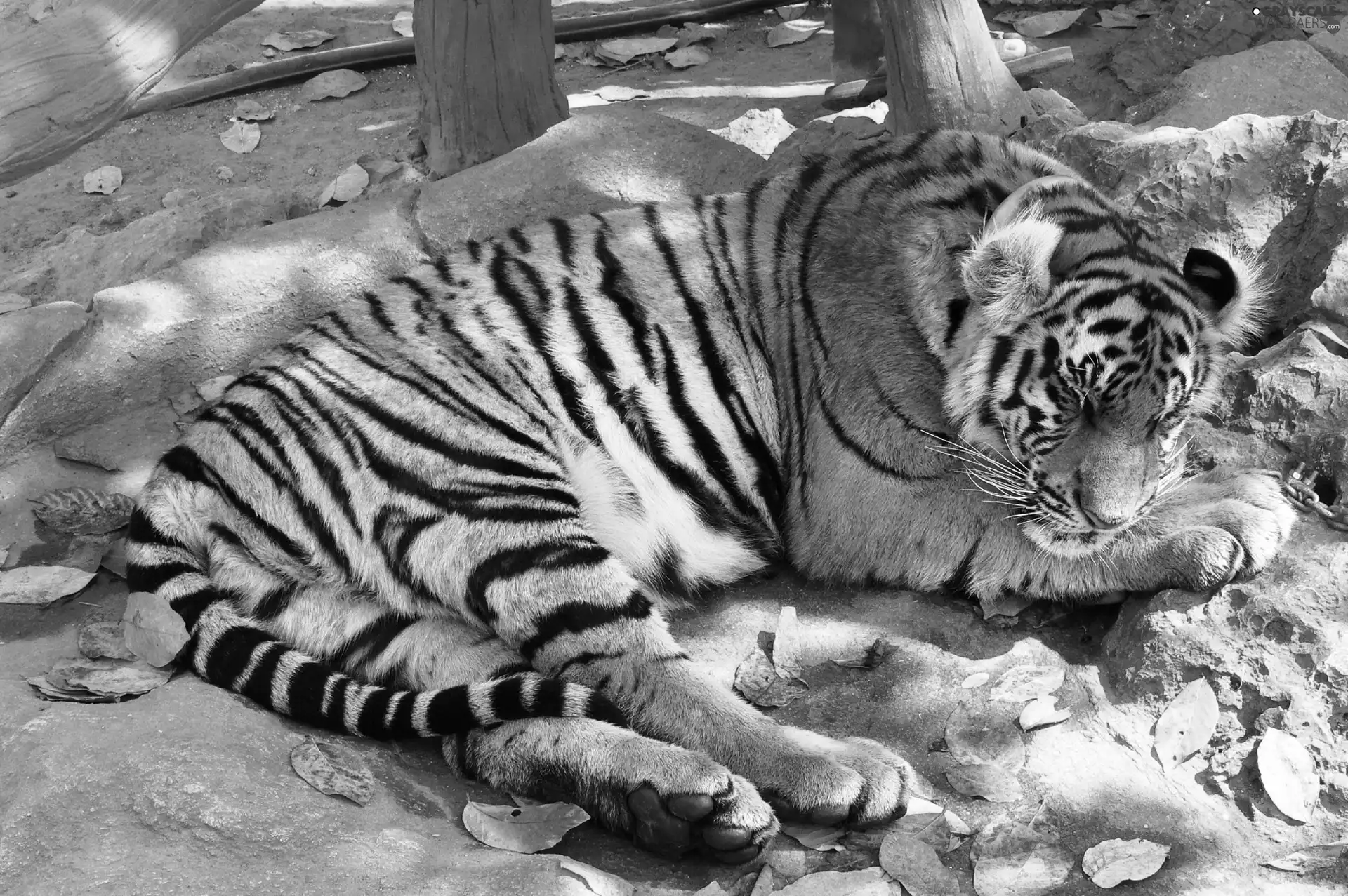 tiger, Thailand
