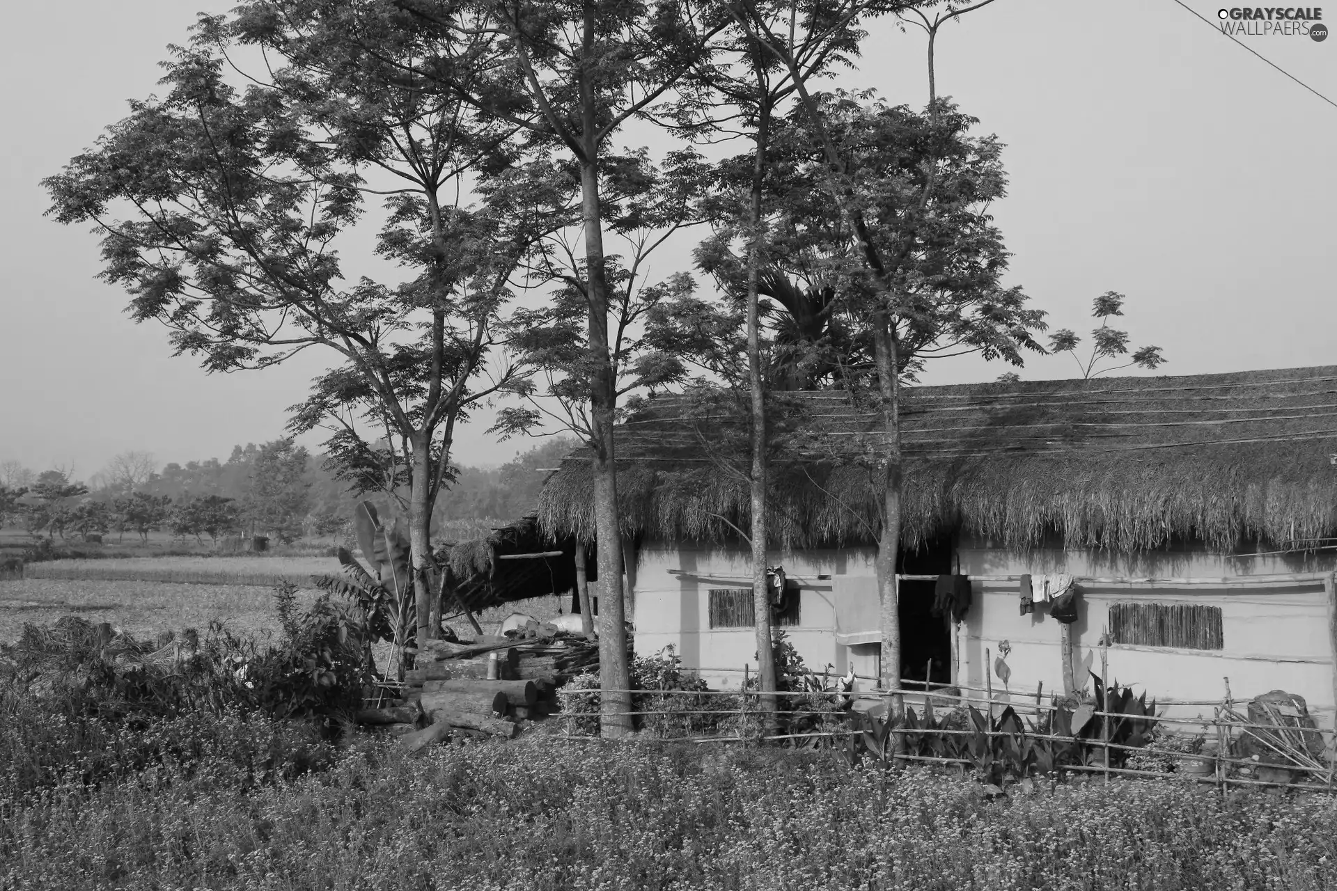 trees, cottage, thatch, viewes