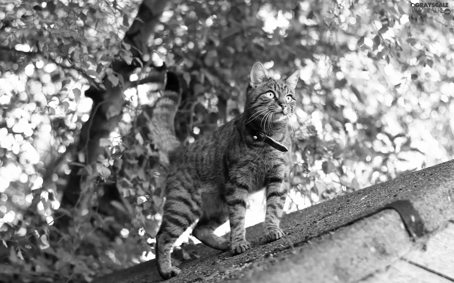 cat, trees, the roof