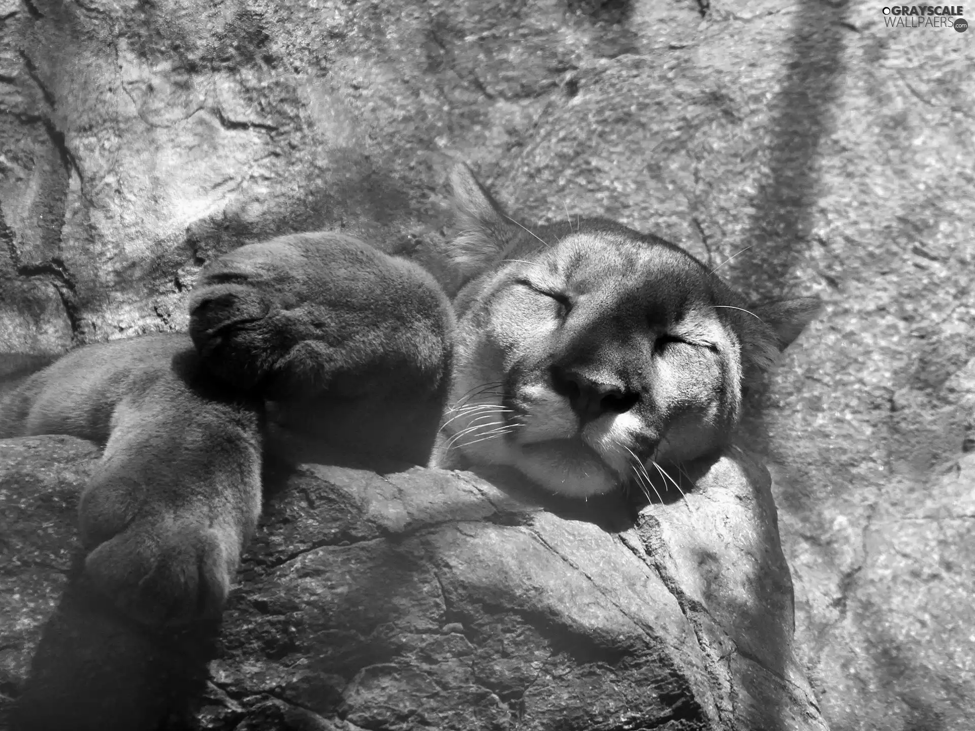 cougar, Rocks, the sleeping