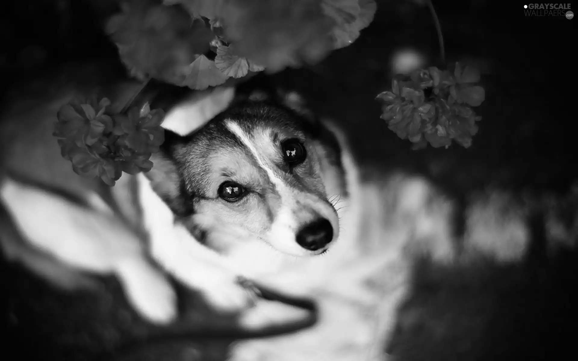 dog, geranium, The look