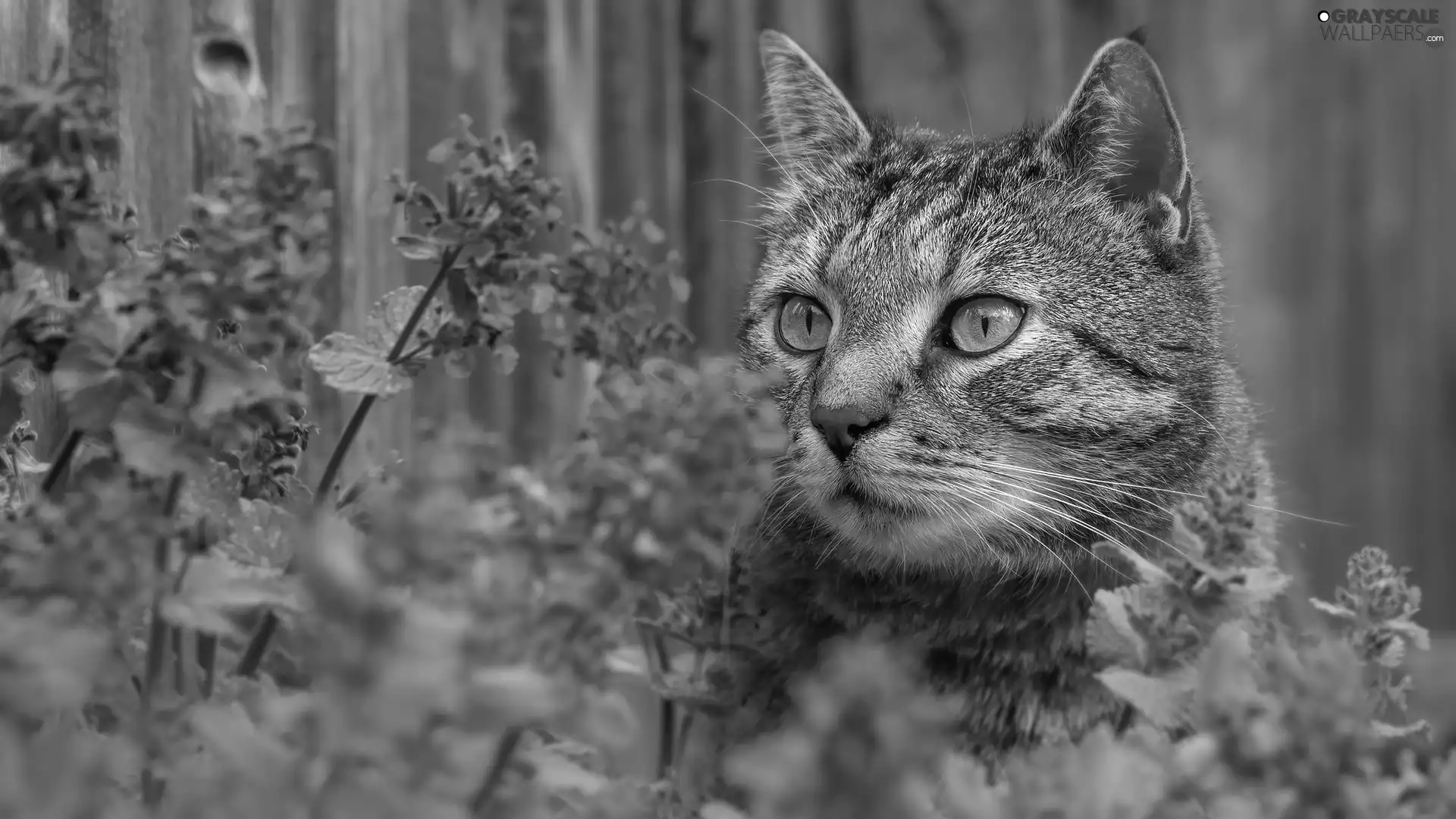purple, Flowers, cat, The look, dun