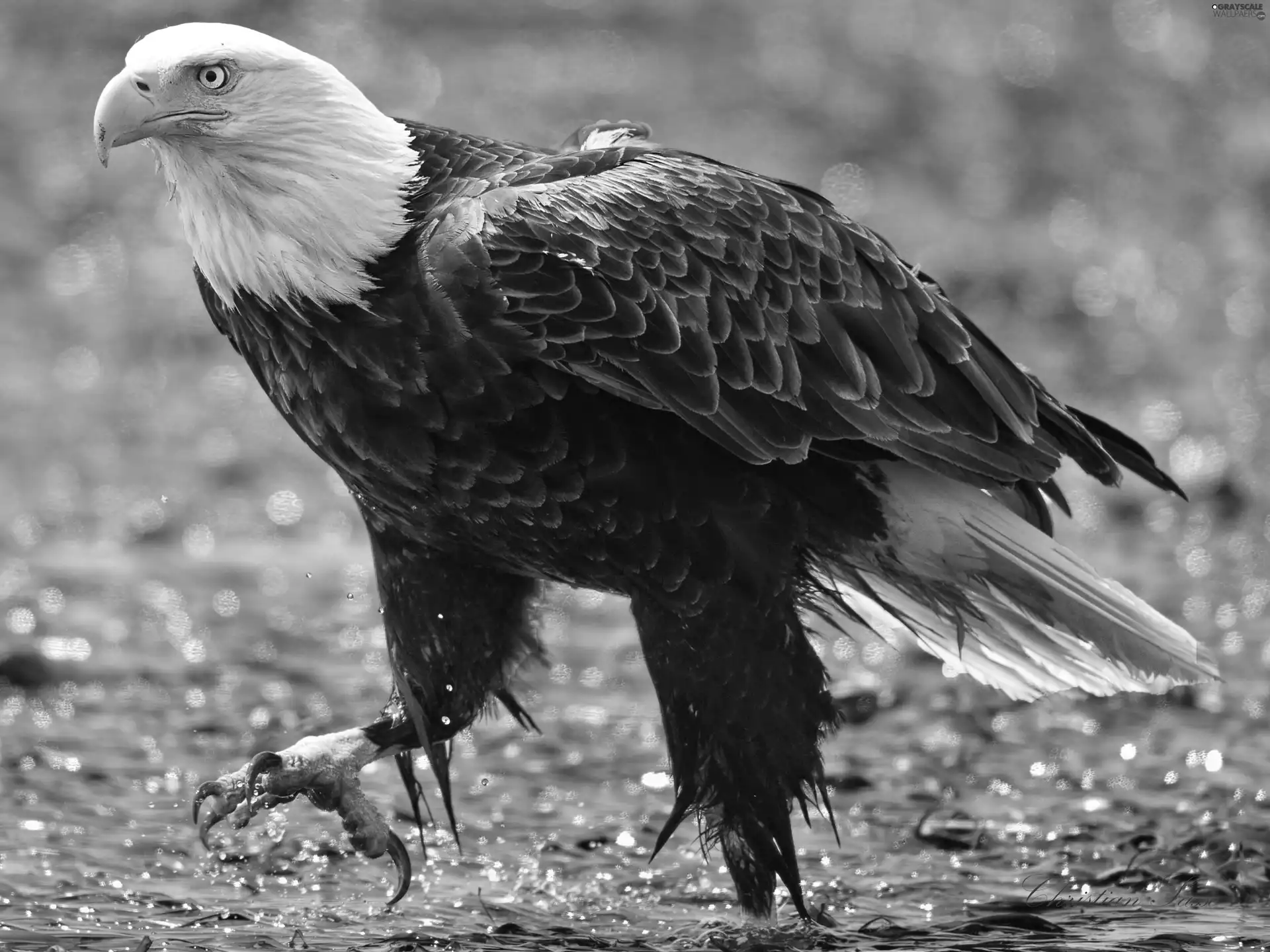 water, American Bald Eagle