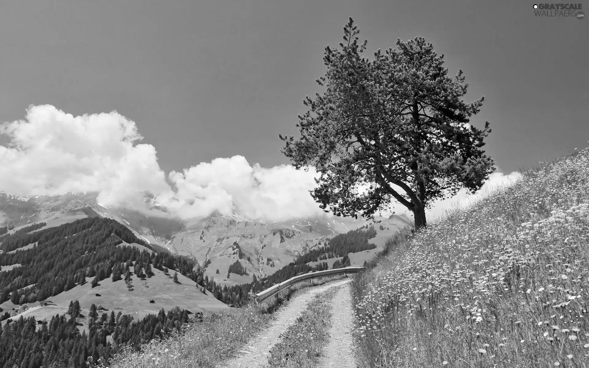 Field, trees, The Hills, Way