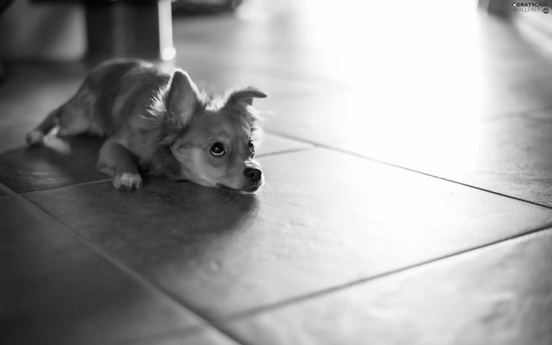 floor, doggy, The look