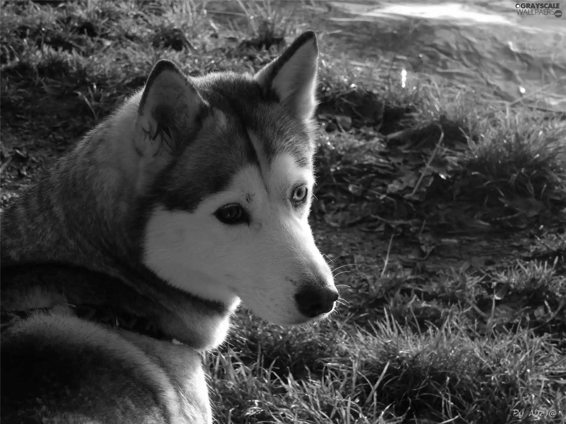 grass, Husky, The look