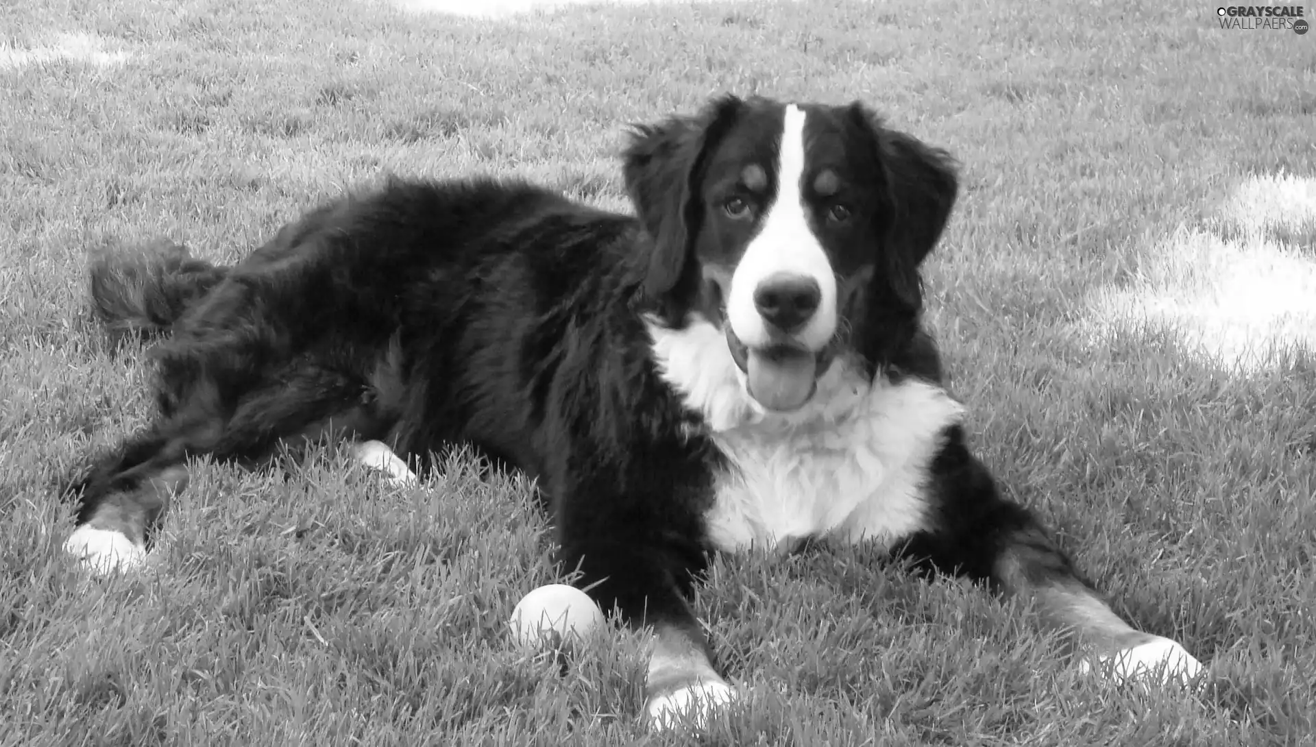 the ball, grass, pastoral, Tounge, Bernese