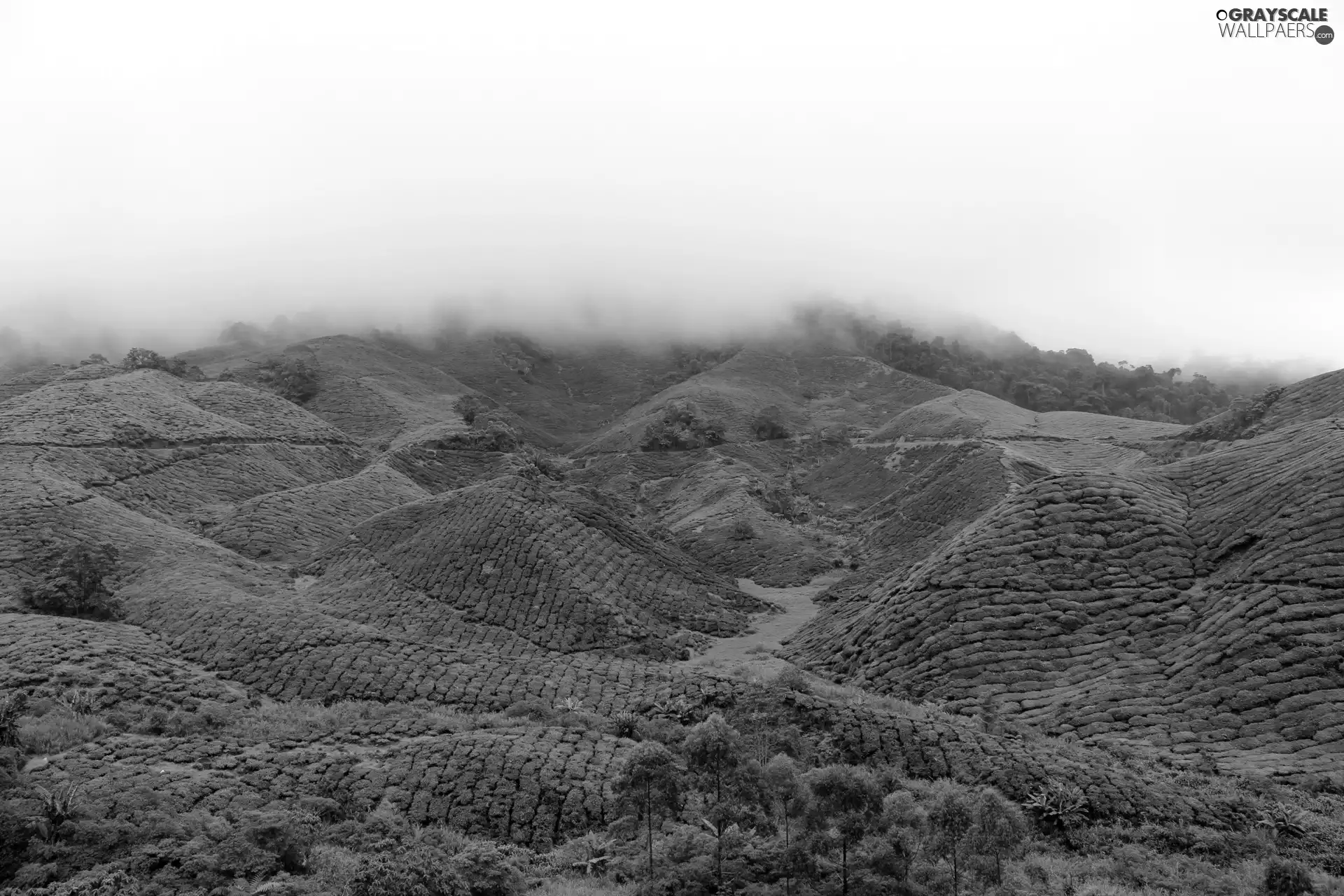 Fog, green ones, The Hills