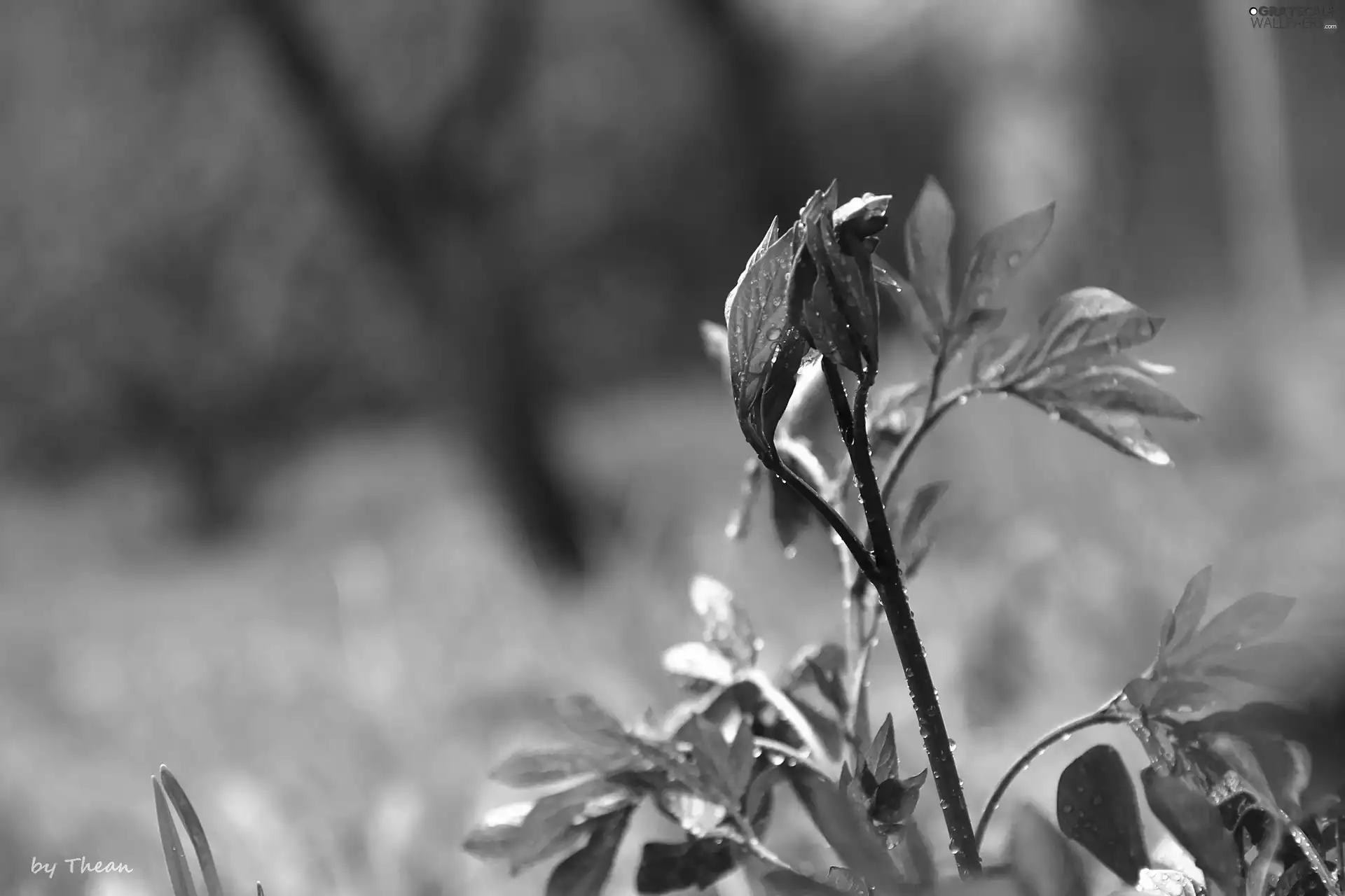 leaves, young, The herb