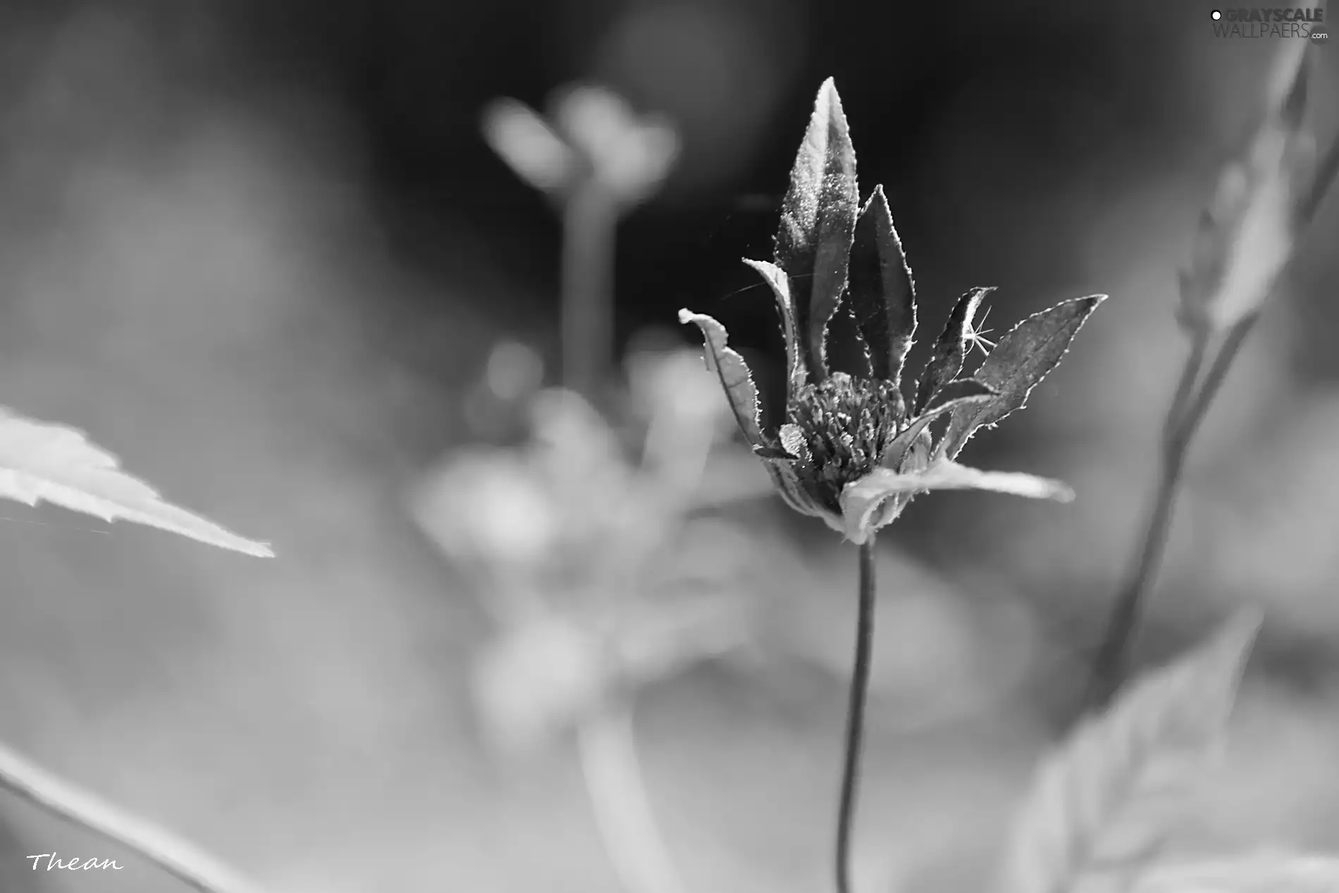 The herb, leaves