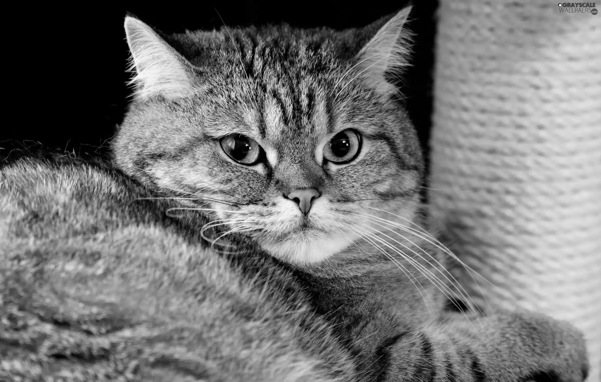 dun, The look, Scratching, cat