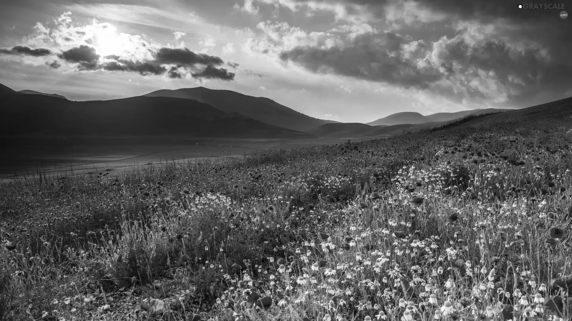 Meadow, clouds, The Hills, Flowers