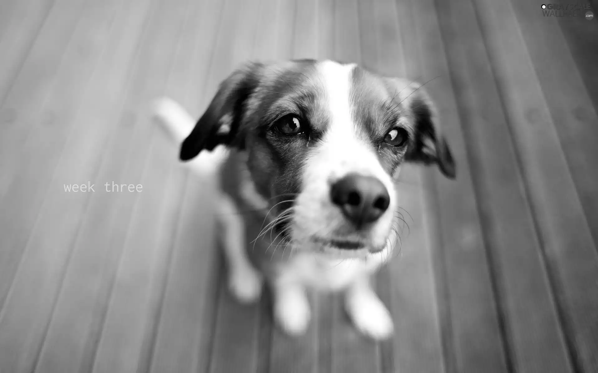 mouth, doggy, The look