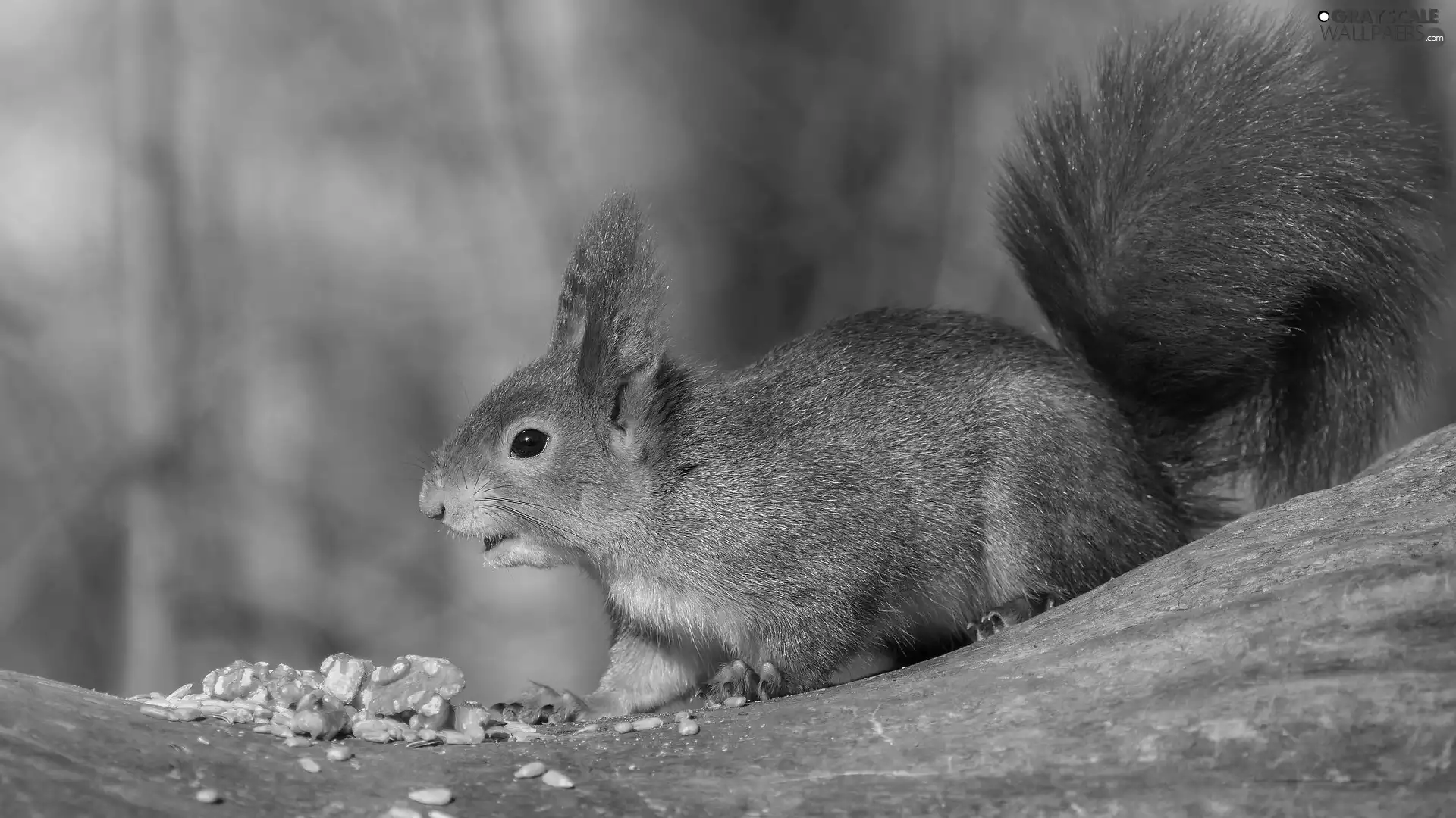 Ginger, Lod on the beach, nuts, squirrel