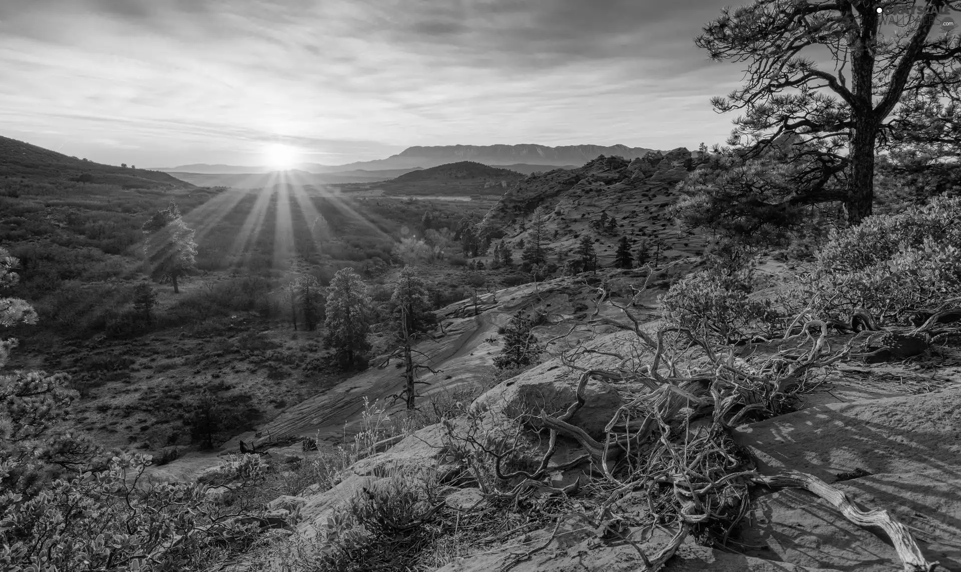 viewes, Mountains, Utah State, trees, rays of the Sun, Zion National Park, The United States