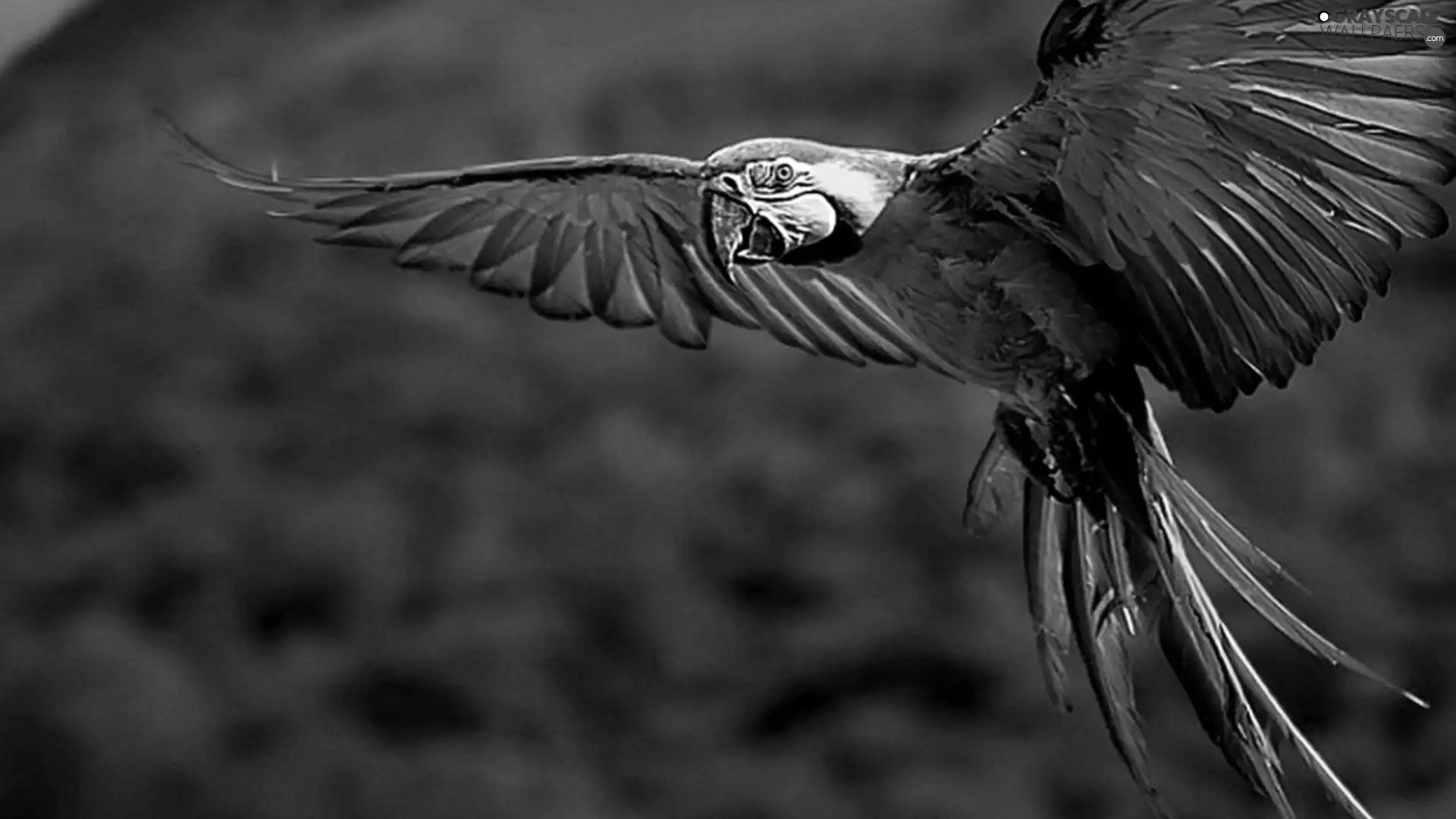 The flying, parrot