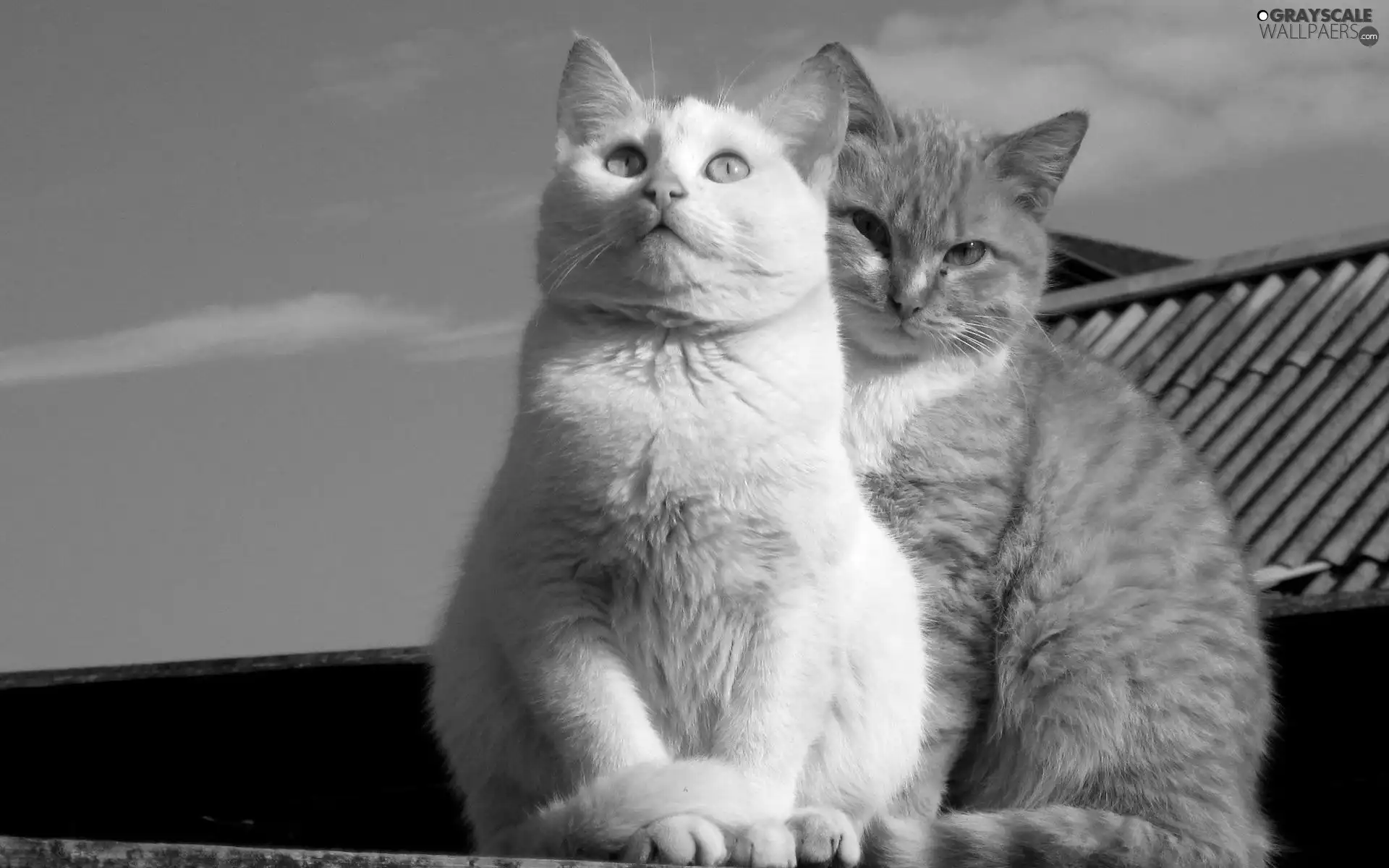 Sky, cats, the roof