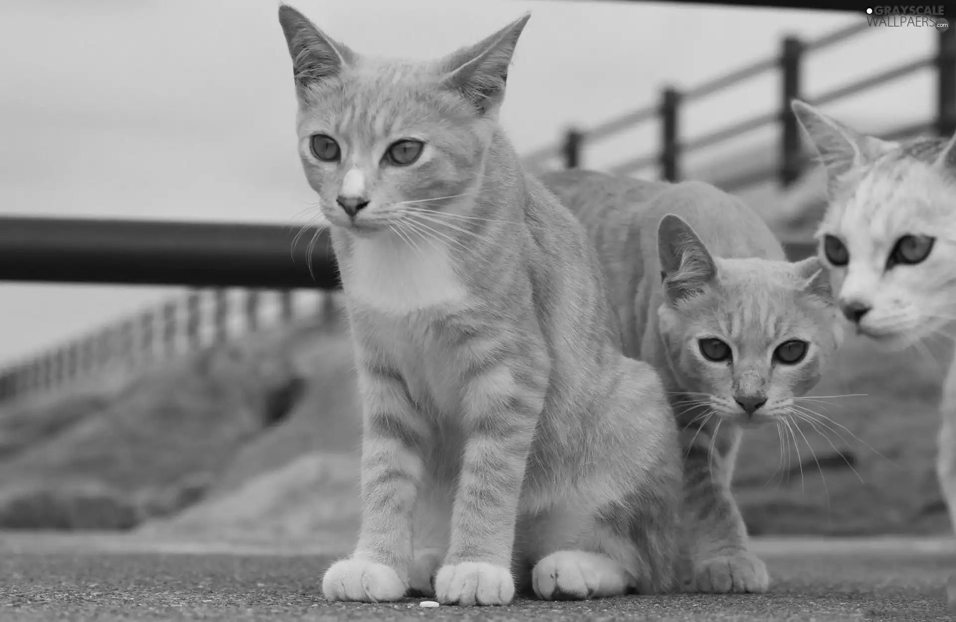 Three, suspicious, The look, cats