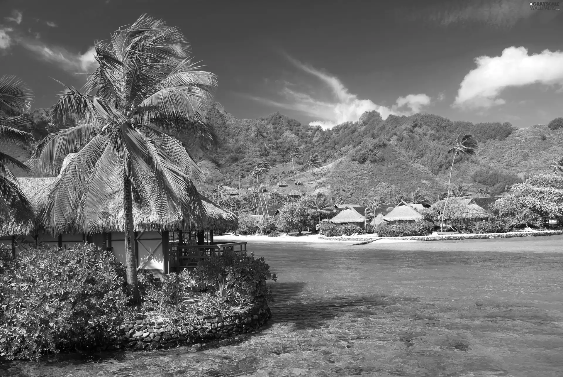 The Hills, Tropical, hut, sea, Palms