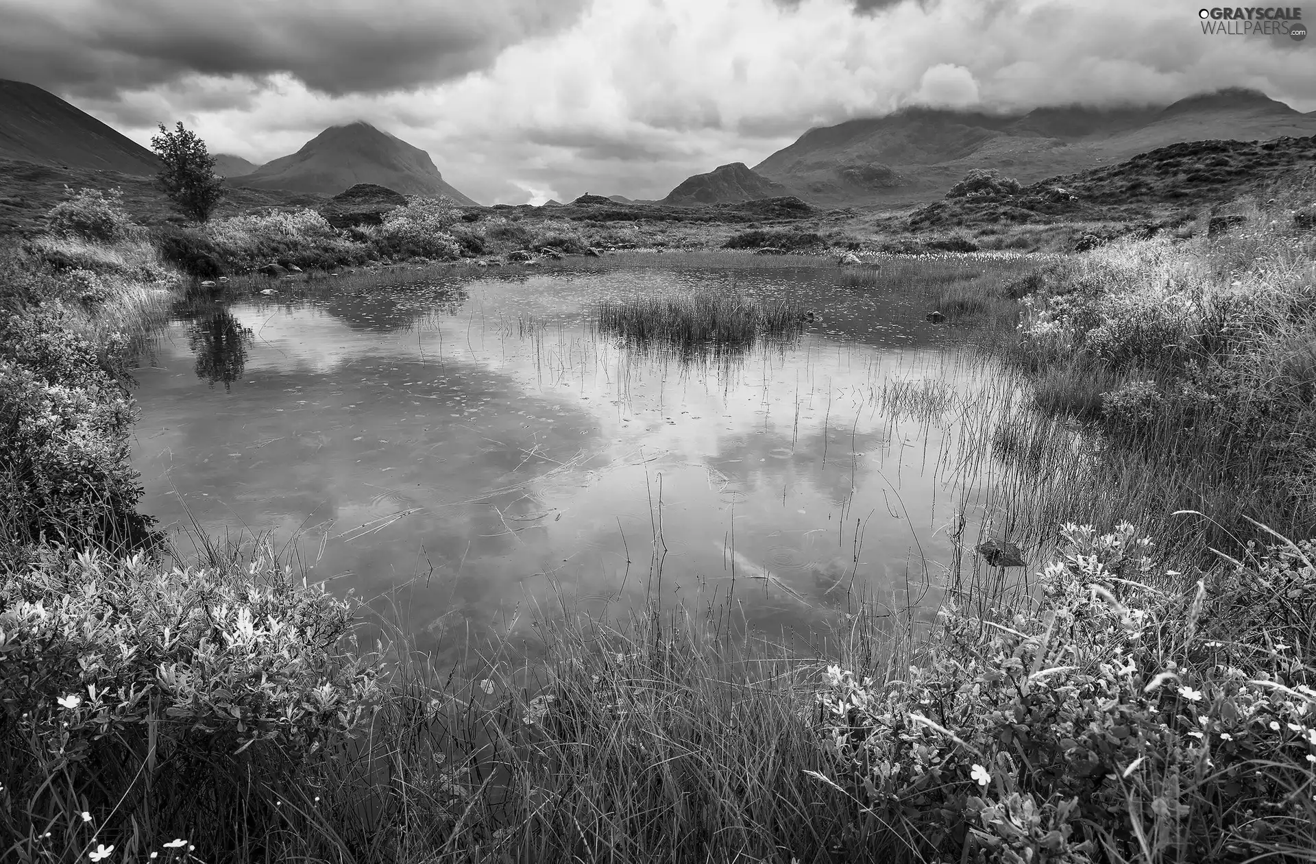 VEGETATION, lake, The Hills