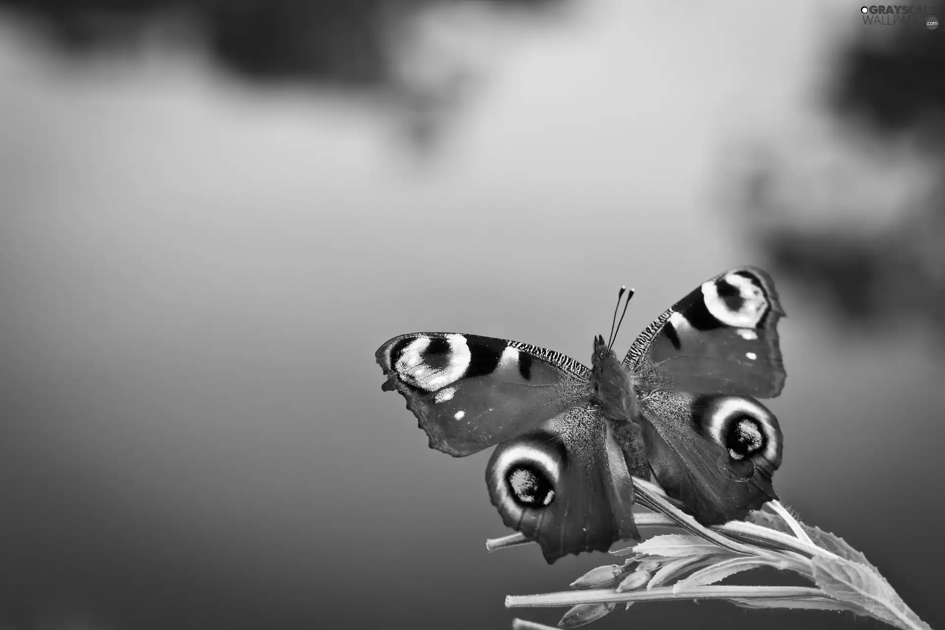 water, butterfly, The herb