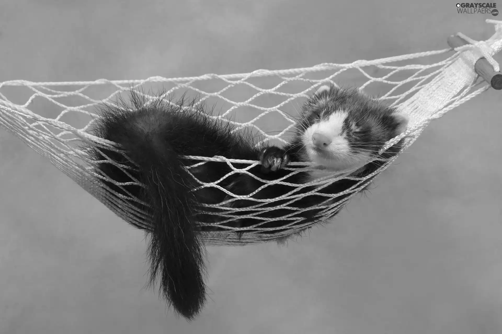 the sleeping, weasel