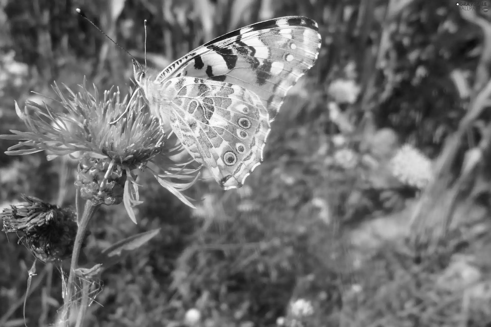 butterfly, an, thistle, undine