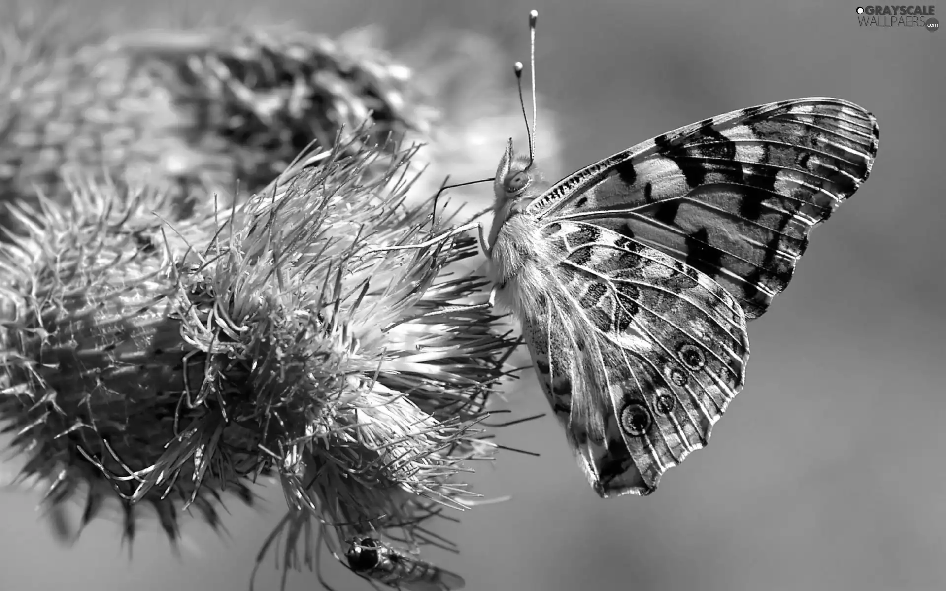 undine, Cardui, thistle, butterfly, Colourfull Flowers