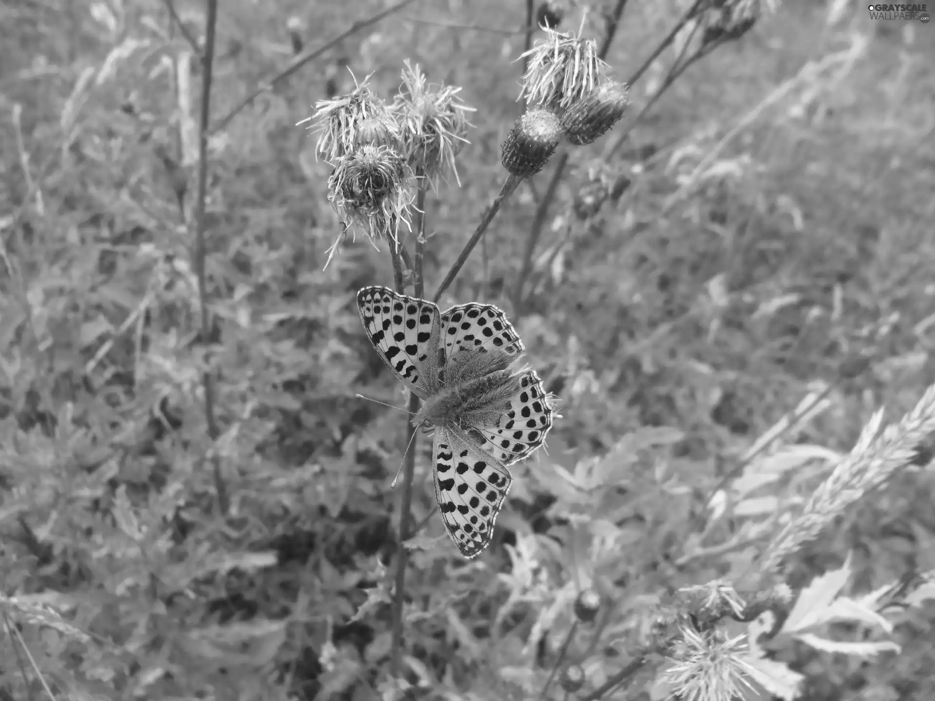 thistle, butterfly, Flowers