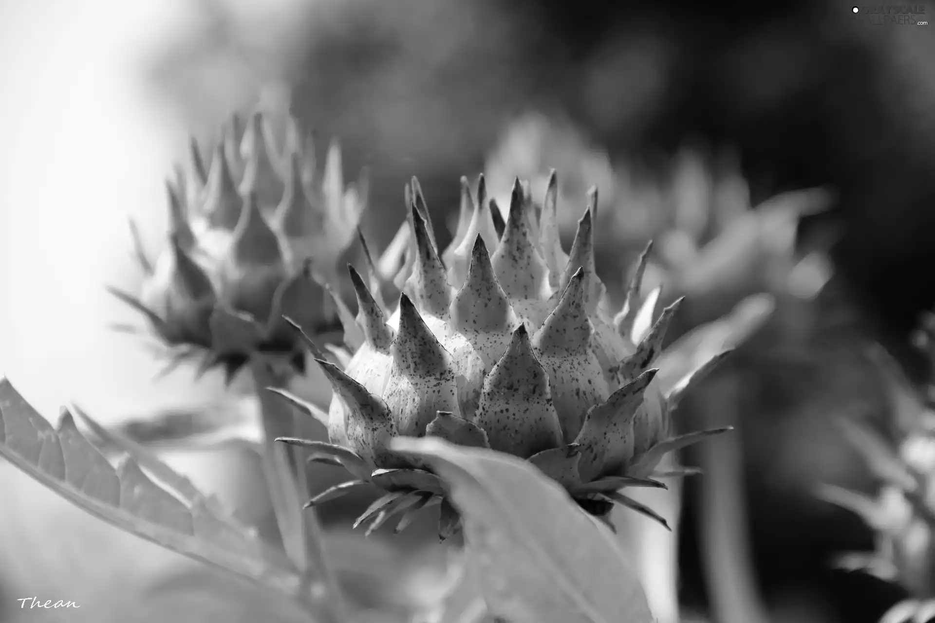 Buds, Thistles
