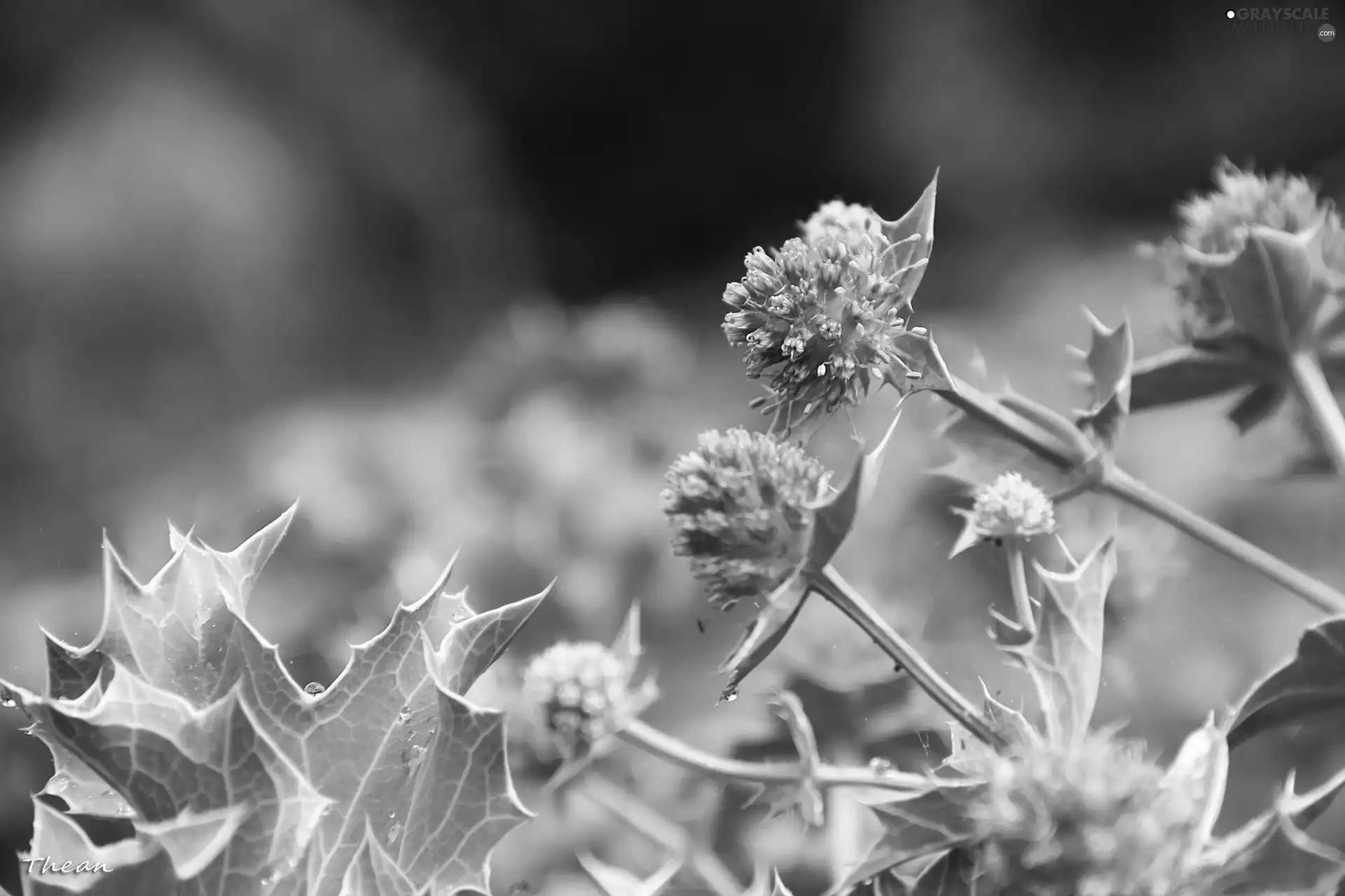 purple, Thistles