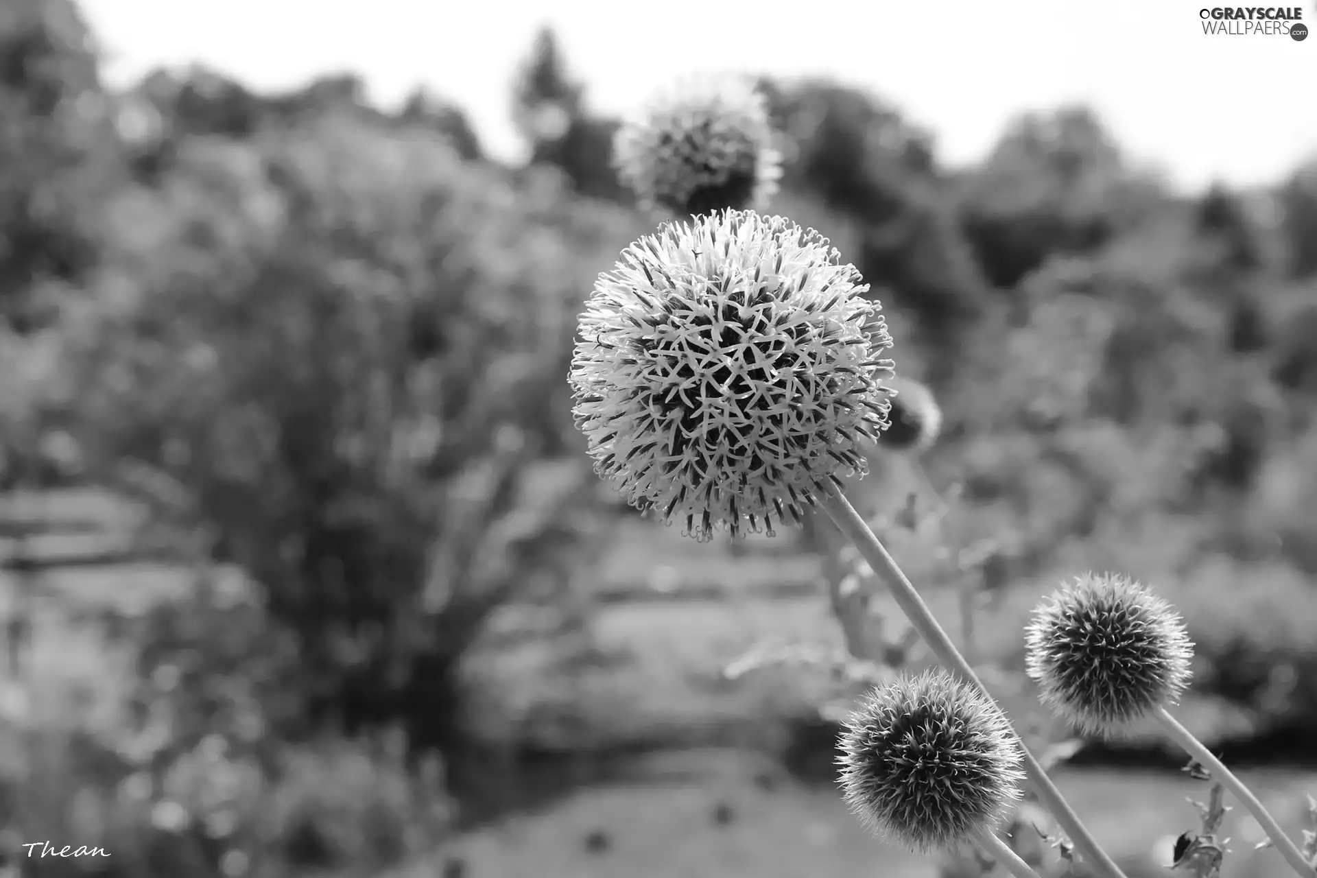 White, Thistles