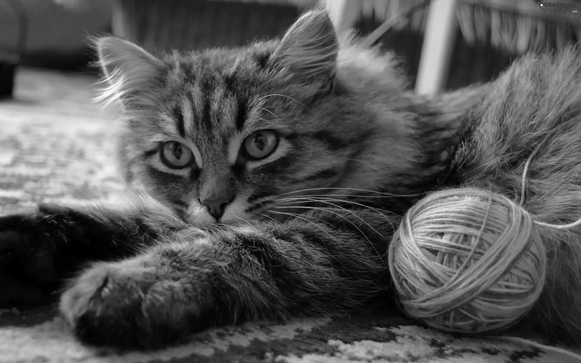 Threads, cat, ball