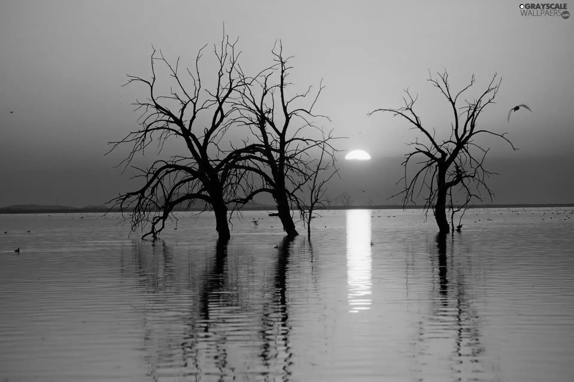 lake, Three, viewes, lonely, trees, sun, west, dry