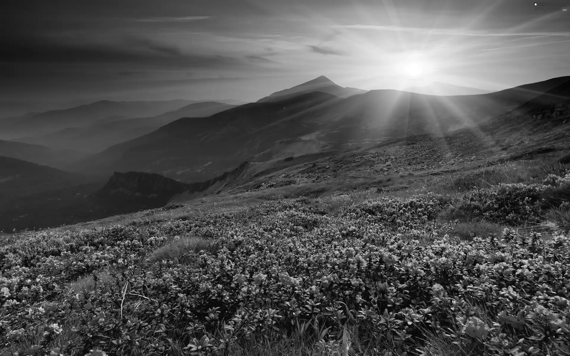 Mountains, Rhododendrons, Thumbnails, Great Sunsets