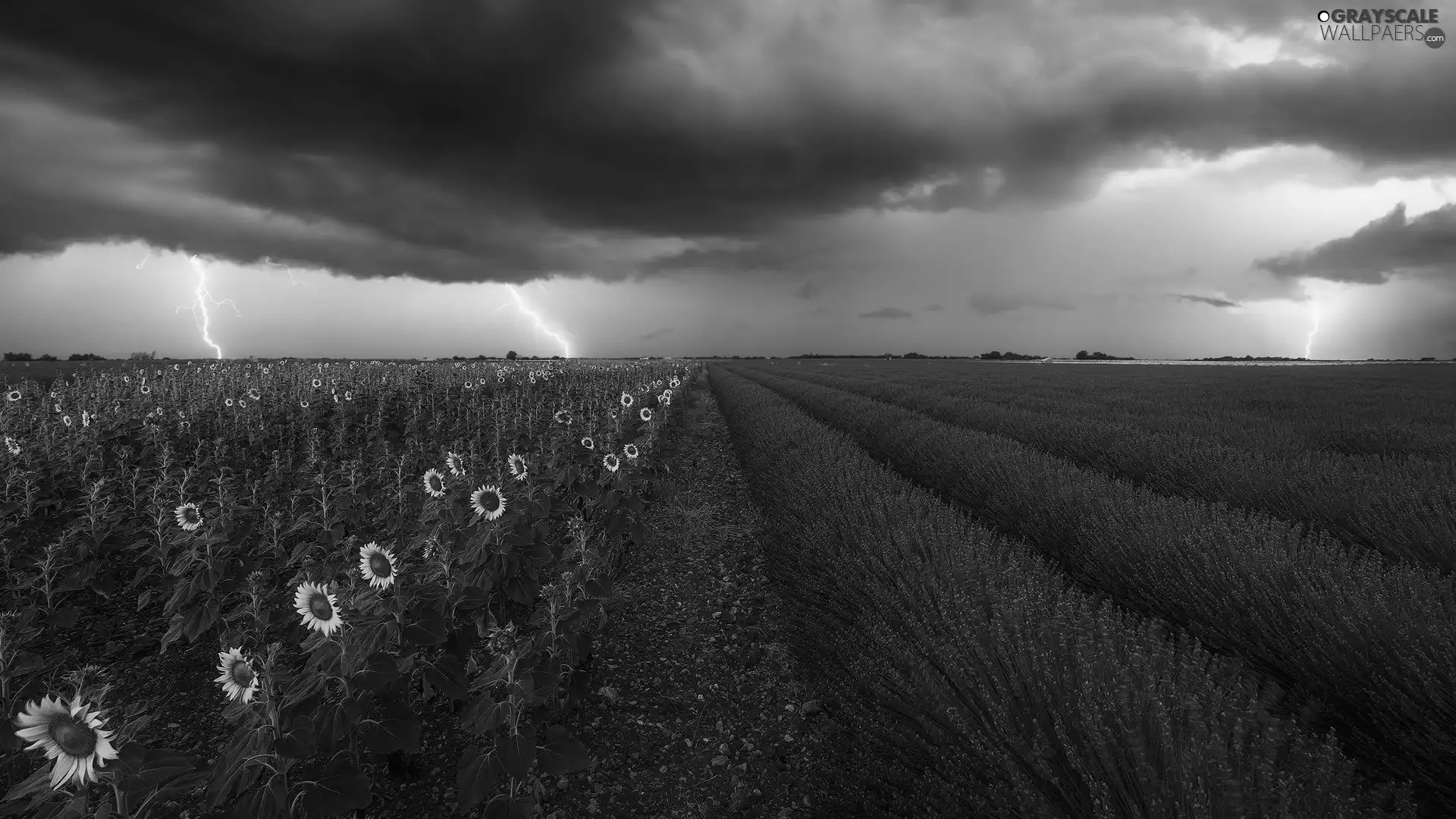 evening, lavender, clouds, Nice sunflowers, Field, Sky, thunderbolt