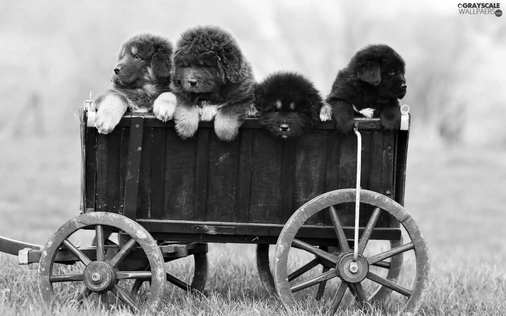 Mastiff, Tibetan, Dogs, puppies, trolley