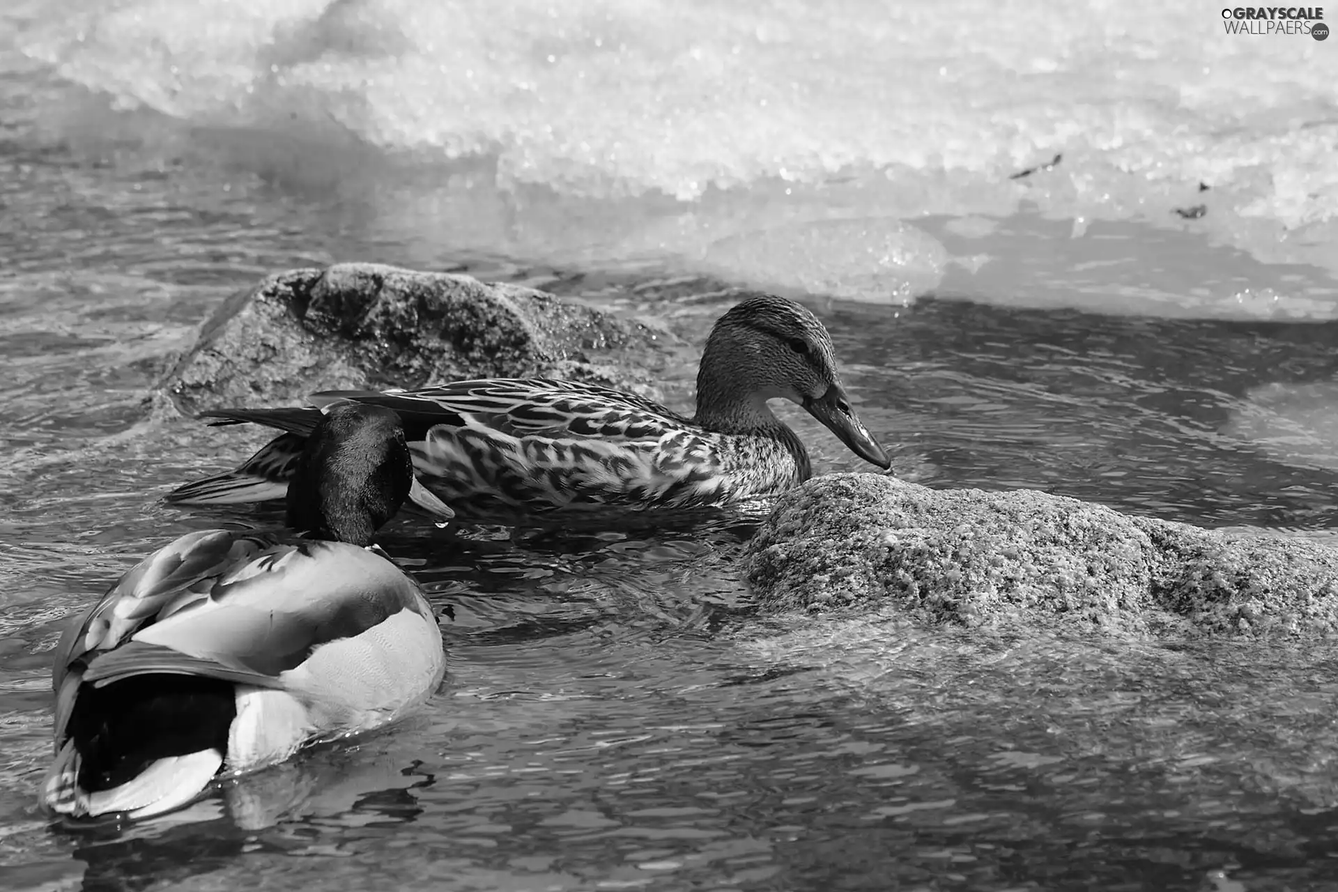 Tides, Two, ducks