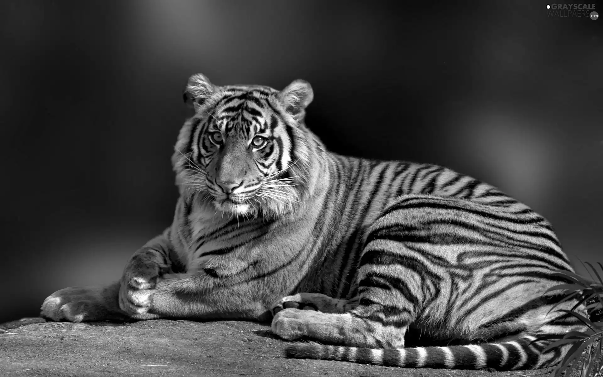 Big, tiger