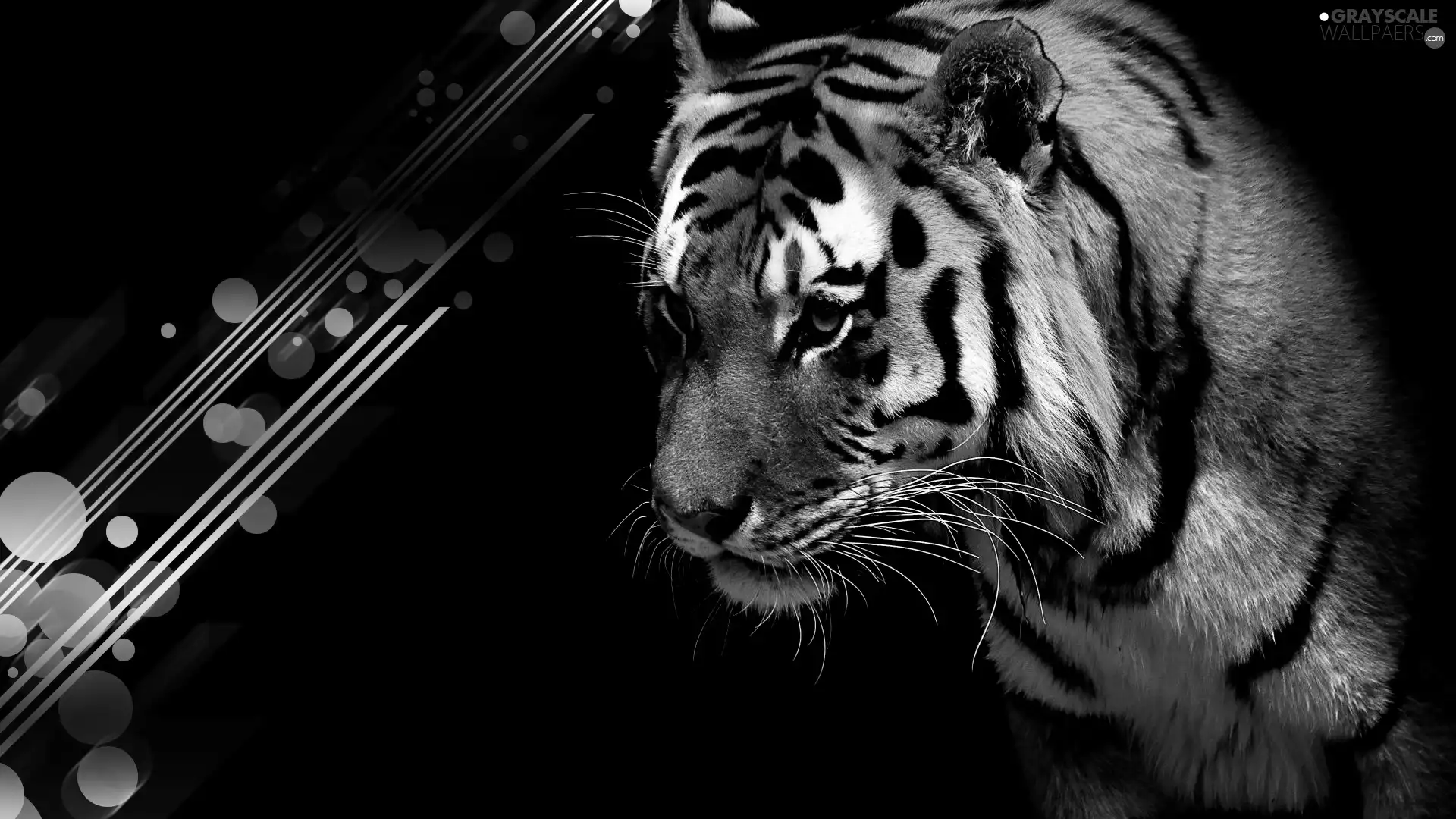 gazing, tiger