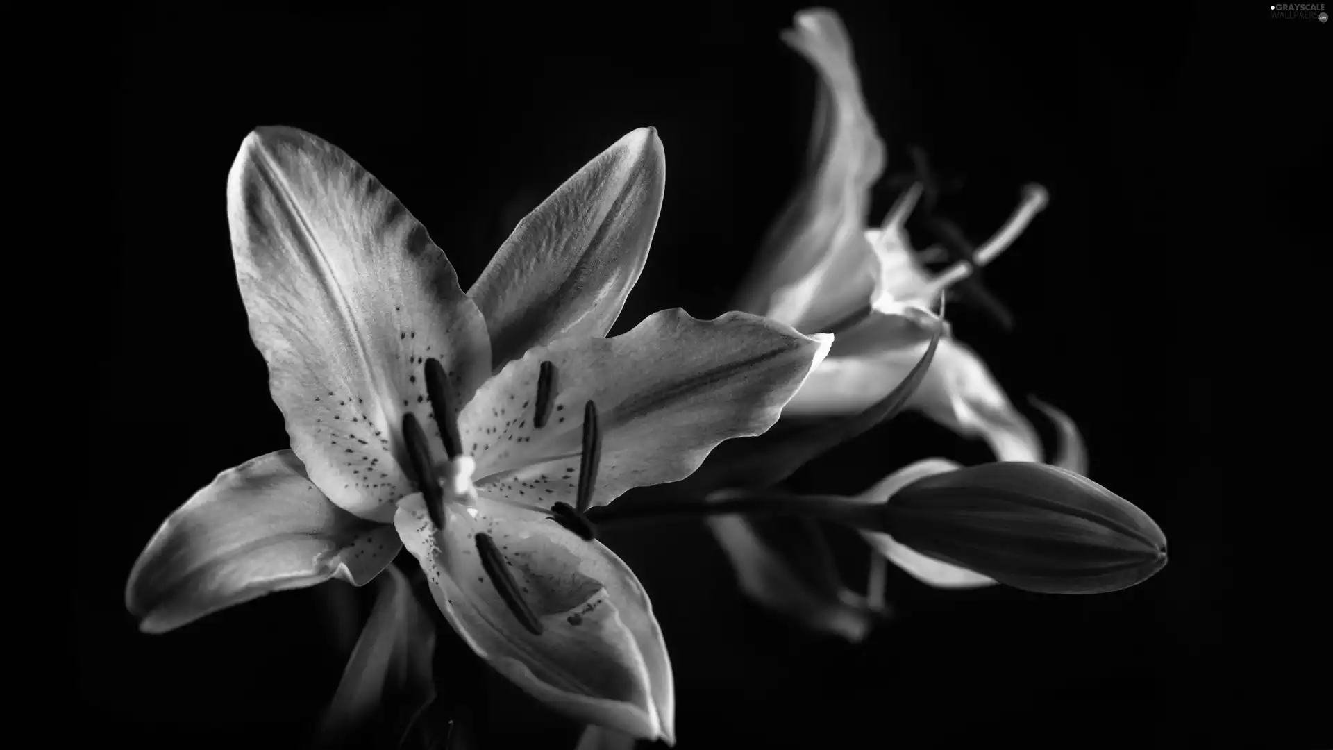 tiger, Flowers, lilies