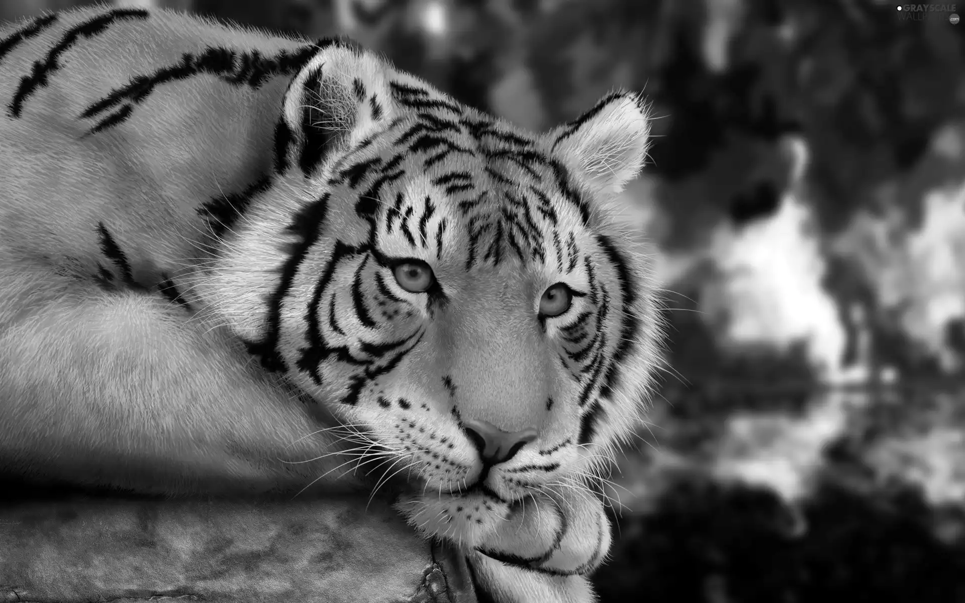 sad, tiger