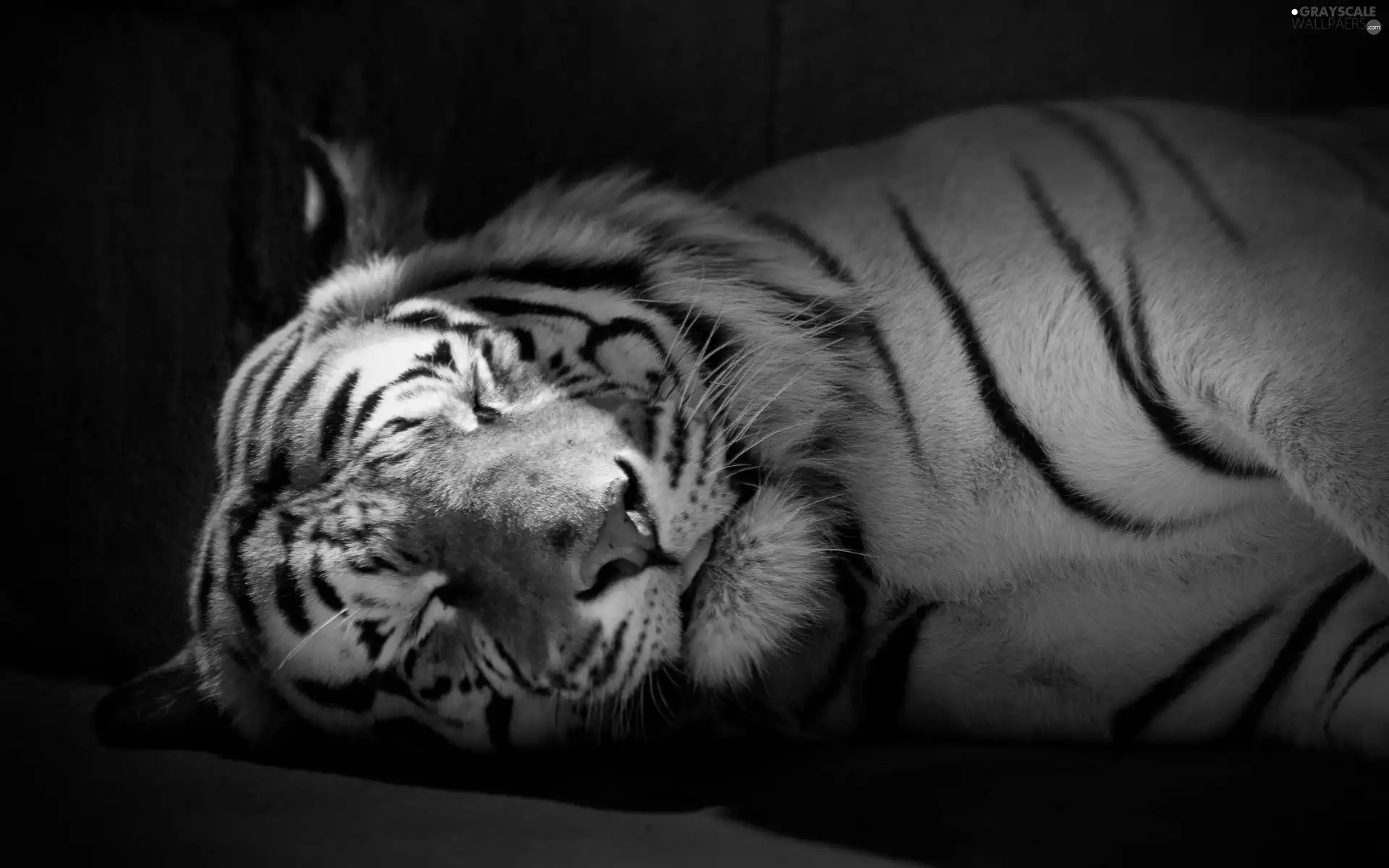 sleepy, tiger