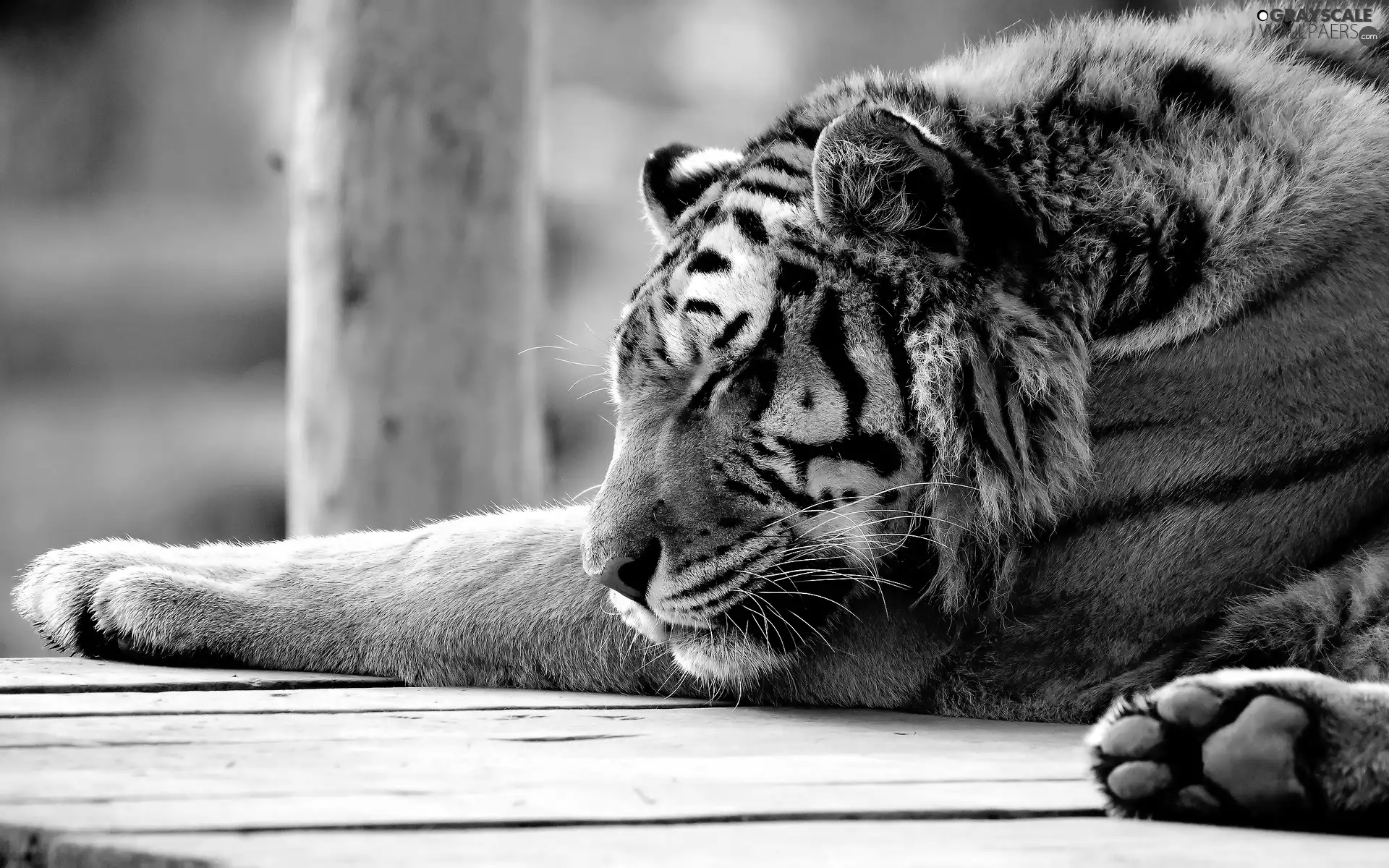 sleepy, tiger