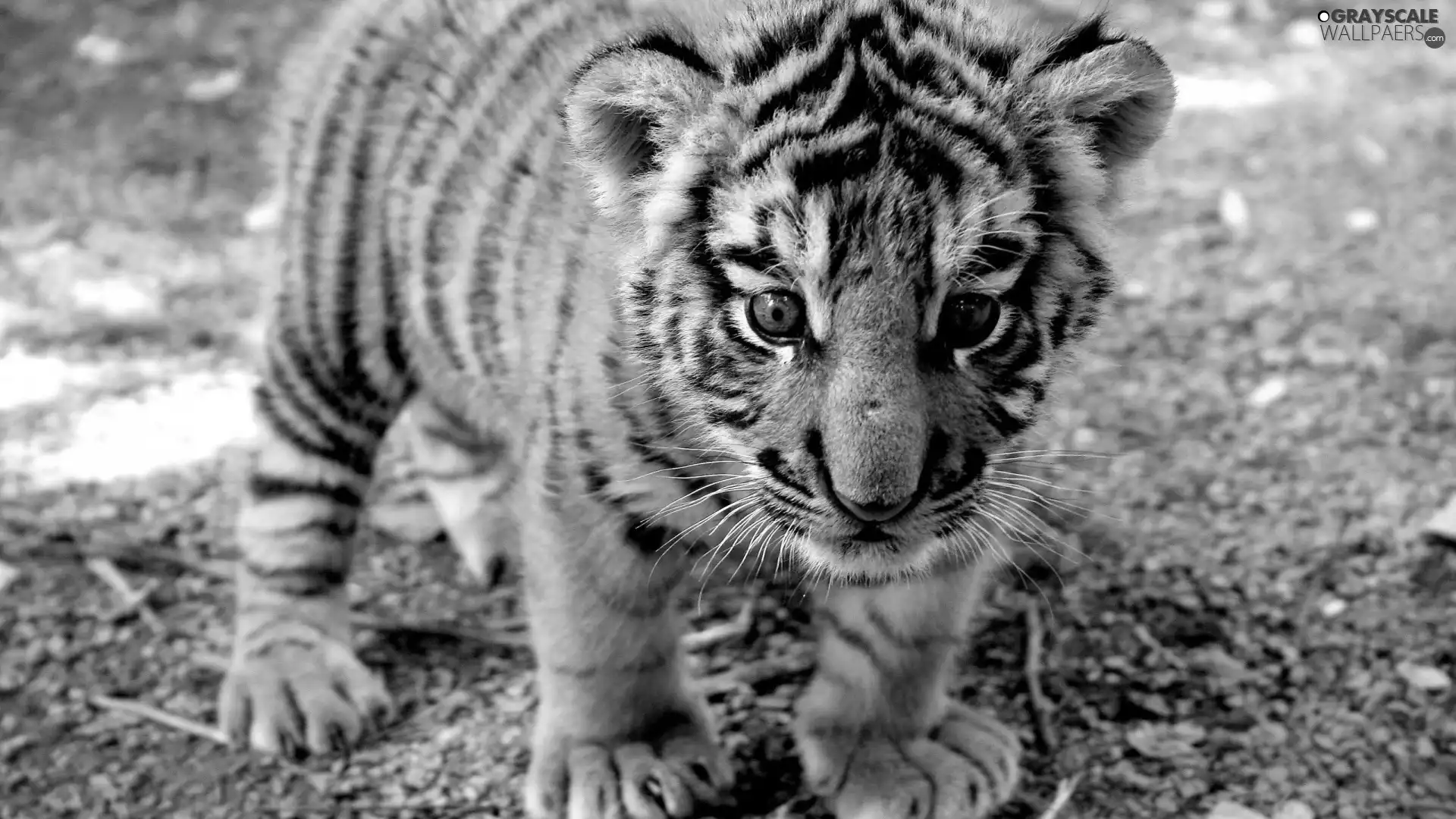 small, tiger